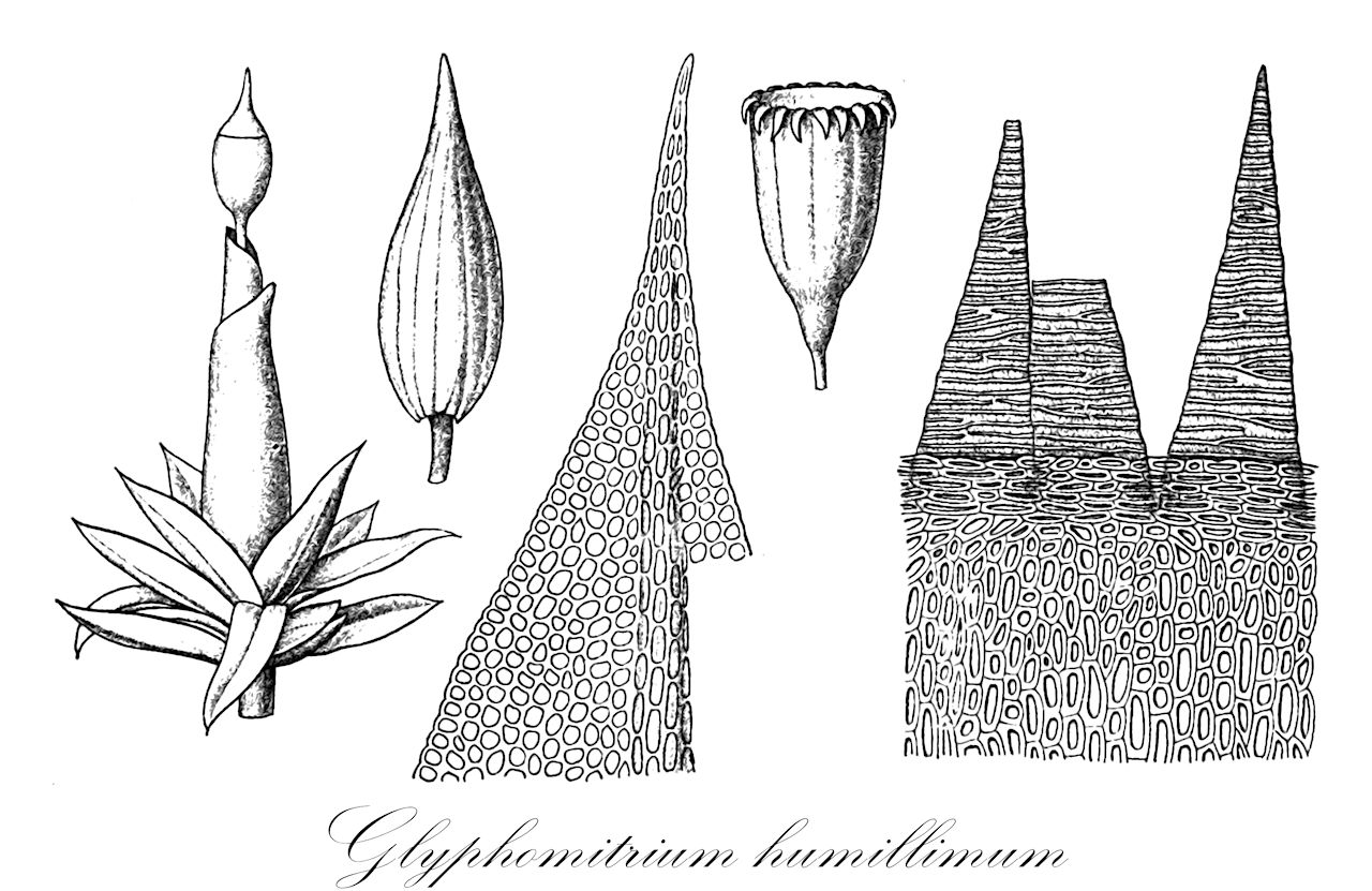 Glyphomitrium humillimum - Rhabdoweisiaceae,Plantae,Bryobiotina,Bryophyta,Bryopsida,Dicranidae,Rhabdoweisiales,Rhabdoweisiaceae,Glyphomitrium,Glyphomitrium humillimum,Aulacomitrium humillimum, Drummondia flexifolia, Macromitrium humillimum