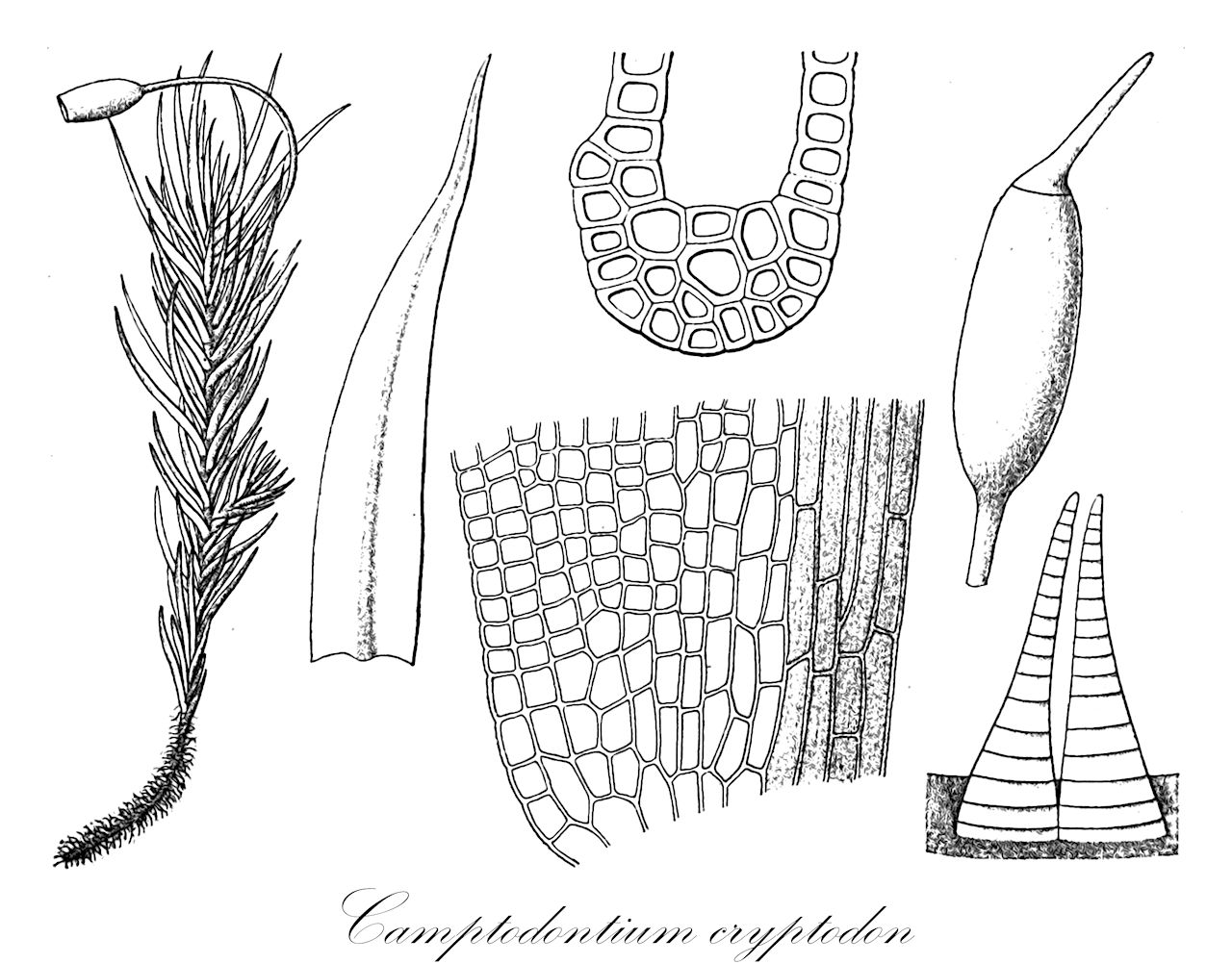 Camptodontium cryptodon - Rhabdoweisiaceae,Plantae,Bryobiotina,Bryophyta,Bryopsida,Dicranidae,Rhabdoweisiales,Rhabdoweisiaceae,Camptodontium,Camptodontium cryptodon,Bryoporteria chilensis, Camptodontium brotheri, Camptodontium brotheri var. grandirete, Dicranoweisia cryptodon, Dicranum cryptodon, Weissia cryptodon