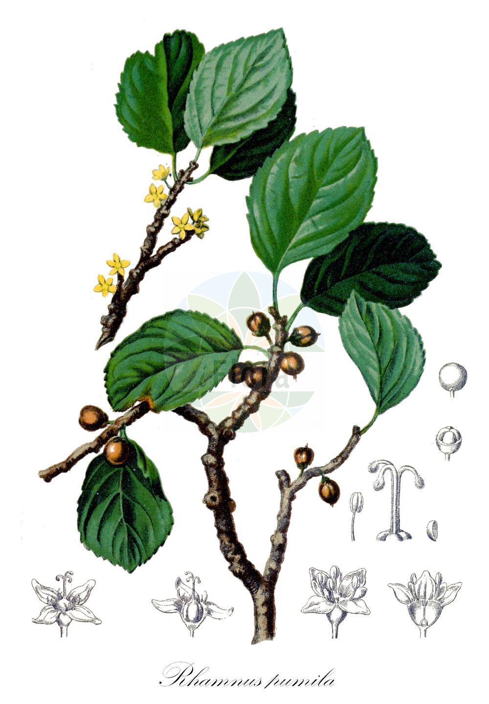 Historische Abbildung von Rhamnus pumila (Zwerg-Kreuzdorn - Dwarf Buckthorn). Das Bild zeigt Blatt, Bluete, Frucht und Same. ---- Historical Drawing of Rhamnus pumila (Zwerg-Kreuzdorn - Dwarf Buckthorn). The image is showing leaf, flower, fruit and seed.(Rhamnus pumila,Zwerg-Kreuzdorn,Dwarf Buckthorn,Oreoherzogia legionensis,Oreoherzogia pumila,Rhamnus pumila,Rhamnus pusilla,Zwerg-Kreuzdorn,Dwarf Buckthorn,Rhamnus,Kreuzdorn,Buckthorn,Rhamnaceae,Kreuzdorngewächse,Buckthorn family,Blatt,Bluete,Frucht,Same,leaf,flower,fruit,seed,Hartinger & von Dalla Torre (1806f))
