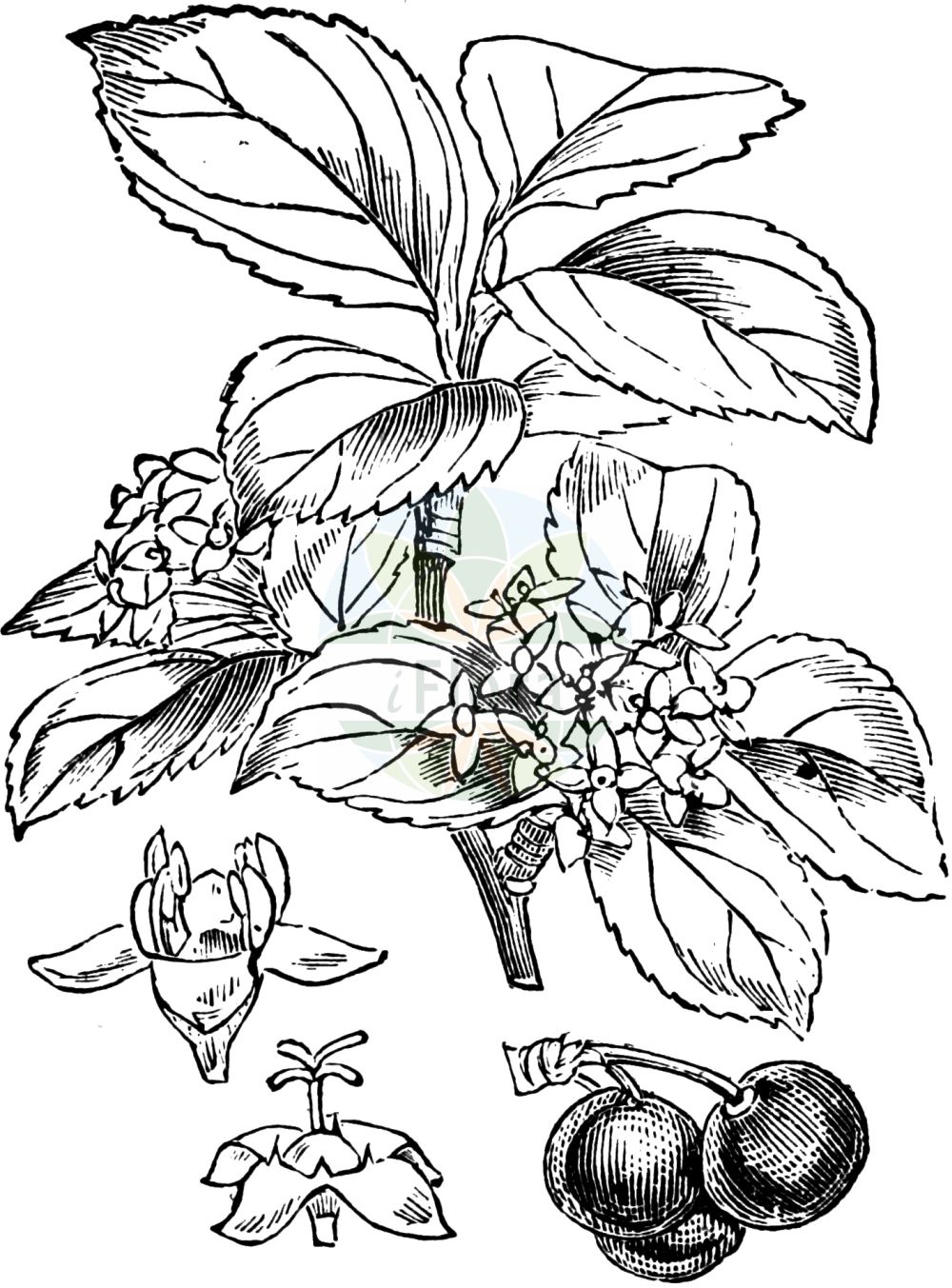 Historische Abbildung von Rhamnus cathartica (Purgier-Kreuzdorn - Buckthorn). Das Bild zeigt Blatt, Bluete, Frucht und Same. ---- Historical Drawing of Rhamnus cathartica (Purgier-Kreuzdorn - Buckthorn). The image is showing leaf, flower, fruit and seed.(Rhamnus cathartica,Purgier-Kreuzdorn,Buckthorn,Rhamnus cathartica,Rhamnus hydriensis,Purgier-Kreuzdorn,Buckthorn,Common Buckthorn,European Buckthorn,Purging Buckthorn,Rhamnus,Kreuzdorn,Buckthorn,Rhamnaceae,Kreuzdorngewächse,Buckthorn family,Blatt,Bluete,Frucht,Same,leaf,flower,fruit,seed,Fitch et al. (1880))