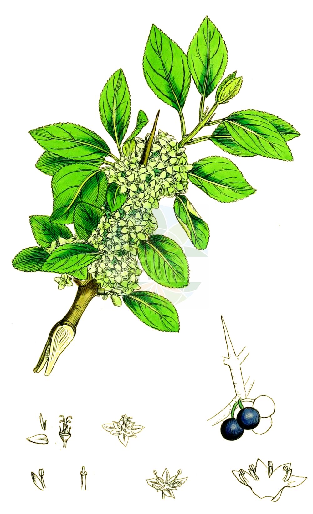 Historische Abbildung von Rhamnus cathartica (Purgier-Kreuzdorn - Buckthorn). Das Bild zeigt Blatt, Bluete, Frucht und Same. ---- Historical Drawing of Rhamnus cathartica (Purgier-Kreuzdorn - Buckthorn). The image is showing leaf, flower, fruit and seed.(Rhamnus cathartica,Purgier-Kreuzdorn,Buckthorn,Rhamnus cathartica,Rhamnus hydriensis,Purgier-Kreuzdorn,Buckthorn,Common Buckthorn,European Buckthorn,Purging Buckthorn,Rhamnus,Kreuzdorn,Buckthorn,Rhamnaceae,Kreuzdorngewächse,Buckthorn family,Blatt,Bluete,Frucht,Same,leaf,flower,fruit,seed,Sowerby (1790-1813))