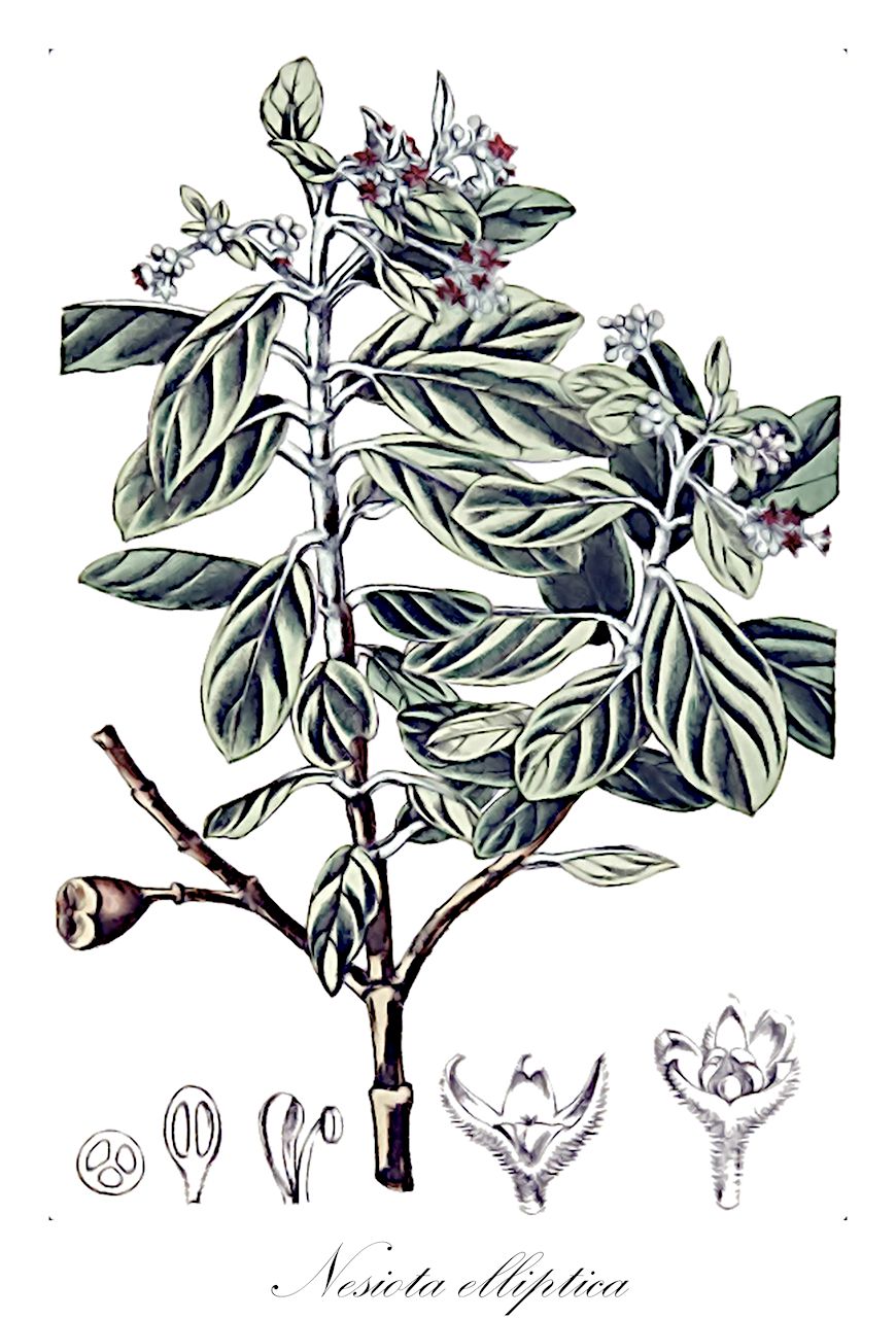 Nesiota elliptica - Rhamnaceae,Plantae,Pteridobiotina,Angiosperms,Rosales,Rhamnaceae,Nesiota,Nesiota elliptica,Phylica cotinifolia, Phylica elliptica, Soulangia oppositifolia, Trichocephalus ellipticus