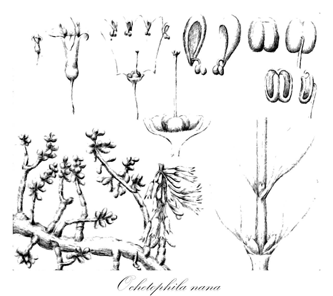 Ochetophila nana - Rhamnaceae,Colletia nana, Colletia stipellacea, Discaria nana, Discaria nana var. inermis, Discaria nana var. spinosa, Discaria prostrata, Discaria prostrata var. inermis, Discaria prostrata var. nana, Ochetophila parvifolia, Ochetophila prostrata,Plantae,Pteridobiotina,Angiosperms,Rosales,Rhamnaceae,Ochetophila,Ochetophila nana