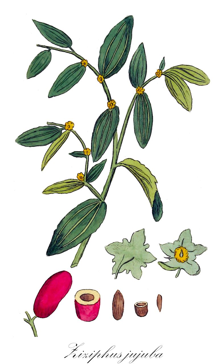 Ziziphus jujuba - Rhamnaceae,Plantae,Pteridobiotina,Angiosperms,Rosales,Rhamnaceae,Ziziphus,Ziziphus jujuba,Jububa mediterranea, Mansana arborea, Paliurus lucidus, Rhamnus lucida, Rhamnus mauritiana, Rhamnus soporifera, Rhamnus vulgaris, Rhamnus zizyphus, Ziziphus acidojujuba, Ziziphus acidojujuba f. granulata, Ziziphus acidojujuba f. trachysperma, Ziziphus chinensis, Ziziphus jujuba f. apyrena, Ziziphus jujuba f. carnosicalycis, Ziziphus jujuba var. jujuba, Ziziphus mauritiana subsp. orthacantha, Ziziphus mauritiana var. deserticola, Ziziphus mauritiana var. muratiana, Ziziphus mauritiana var. orthacantha, Ziziphus melanogona, Ziziphus nitida, Ziziphus officinarum, Ziziphus poiretii, Ziziphus sativa, Ziziphus sinensis, Ziziphus soporifera, Ziziphus sororia, Ziziphus trinervia, Ziziphus vulgaris, Ziziphus vulgaris var. spinosa, Ziziphus zizyphus, Zizyphon jujubum,Brustbeere;common jujube;jujube épineux;gingéolier;jujube sans épines;guindanlier;jujubier commun;jujubier d'Inde;chichourlier;circoubier;dattier;dindoulier;jujubier;azufaifo;jujube;giuggiolo;sisifo;giuggiolo comune;ziggolo;jujubenboom;italiaanse jujubenboom;açufeifeira-maior;anáfega-maior;jujuba;jujuba-da-china;macieira-anáfega;tamareira-da-china;абиссинский зизифус;зизифус абиссинский;зизифус настоящий;китайский финик;унаби китайский;унаби обыкновенная;унаби юйюба;ююба китайская;hünnap;hide;ginjoler;čičimak;natsume;sanebuto-natsume;サネブトナツメ;ナツメ;navadni čičimak;хинап;zǎo;枣