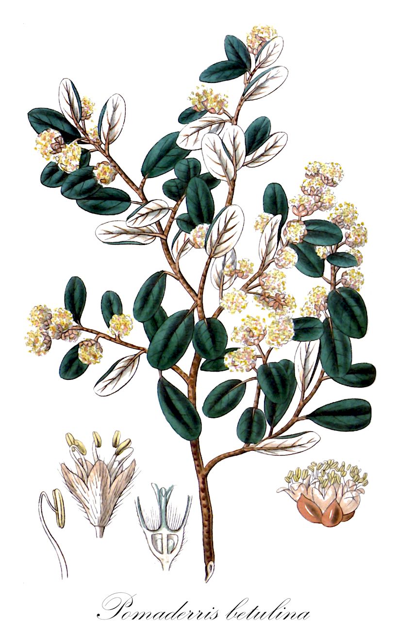 Pomaderris betulina - Rhamnaceae,Plantae,Pteridobiotina,Angiosperms,Rosales,Rhamnaceae,Pomaderris,Pomaderris betulina