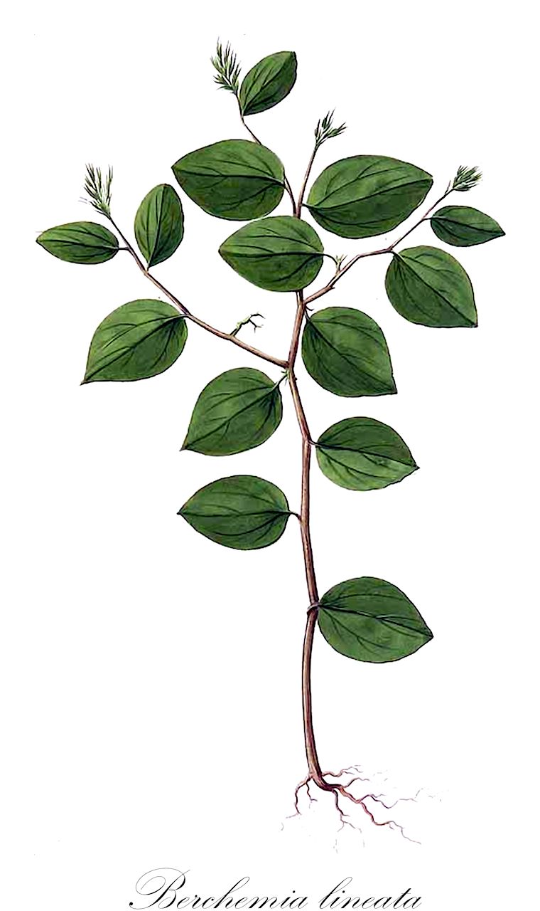 Berchemia lineata - Rhamnaceae,Plantae,Pteridobiotina,Angiosperms,Rosales,Rhamnaceae,Berchemia,Berchemia lineata,Berchemia poiretiana, Girtanneria lineata, Rhamnus lineata, Ziziphus lineata