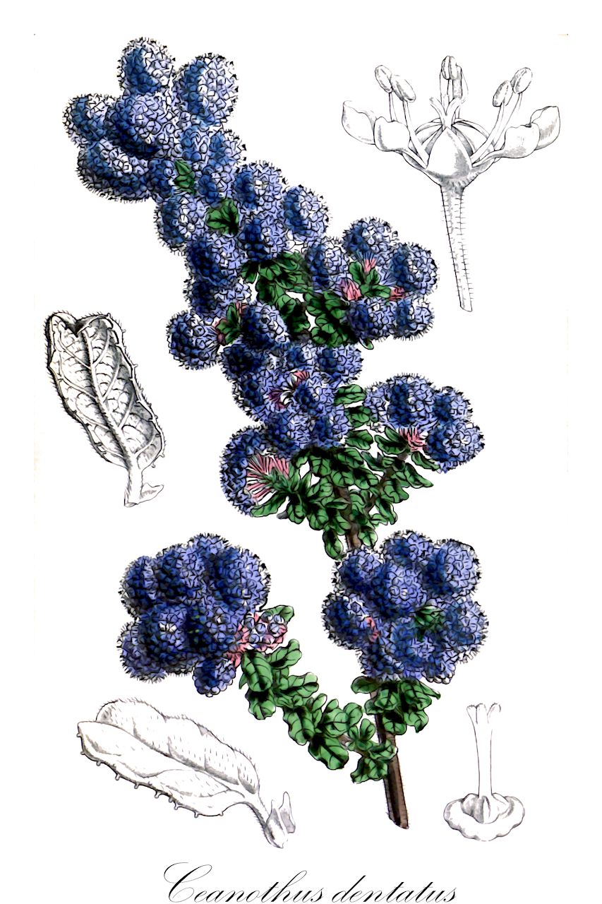 Ceanothus dentatus - Rhamnaceae,Plantae,Pteridobiotina,Angiosperms,Rosales,Rhamnaceae,Ceanothus,Ceanothus dentatus,Ceanothus dentatus subsp. floribundus, Ceanothus dentatus var. dentatus, Ceanothus dentatus var. floribundus, Ceanothus floribundus, Ceanothus papillosus var. dentatus, Ceanothus papillosus var. floribundus,cropleaf ceanothus