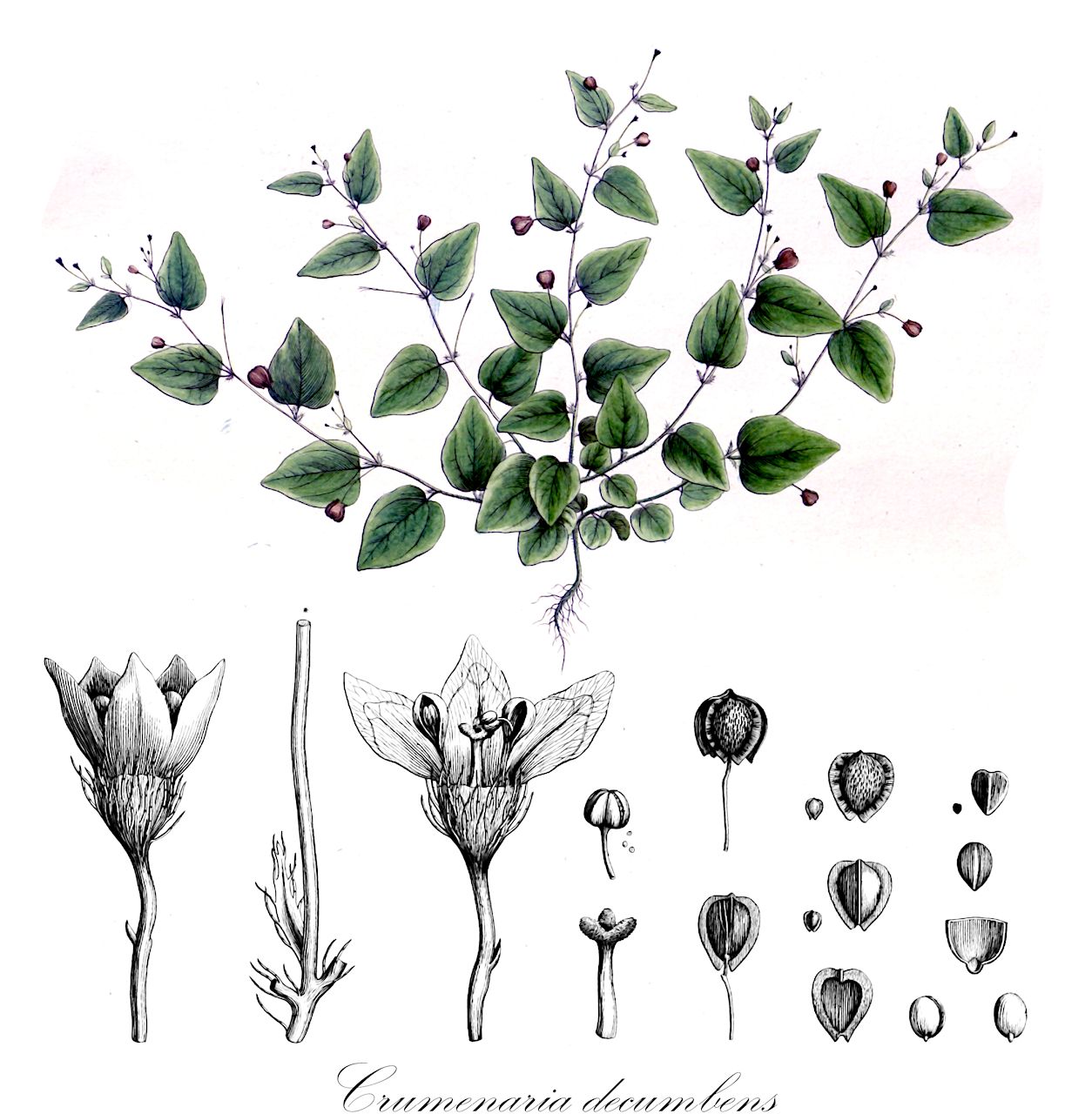 Crumenaria decumbens - Rhamnaceae,Plantae,Pteridobiotina,Angiosperms,Rosales,Rhamnaceae,Crumenaria,Crumenaria decumbens,Crumenaria diffusa, Crumenaria steyermarkii