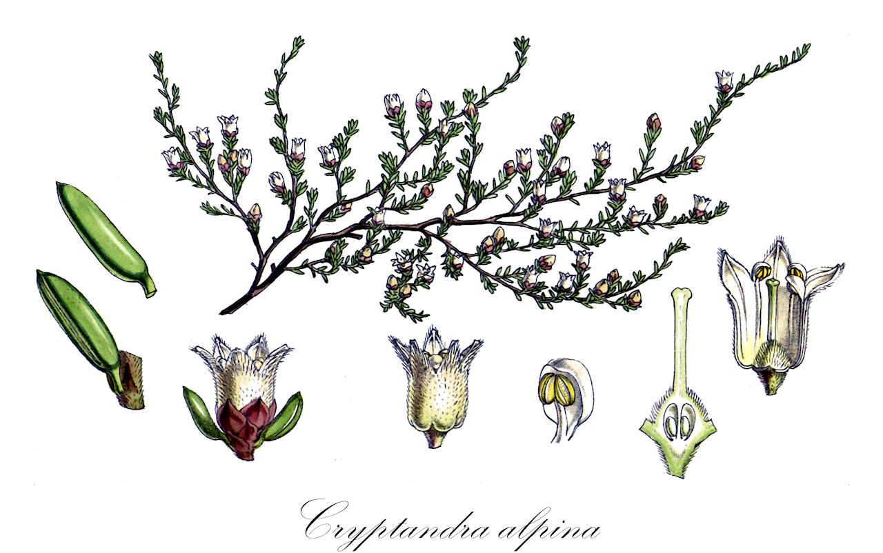 Cryptandra alpina - Rhamnaceae,Plantae,Pteridobiotina,Angiosperms,Rosales,Rhamnaceae,Cryptandra,Cryptandra alpina