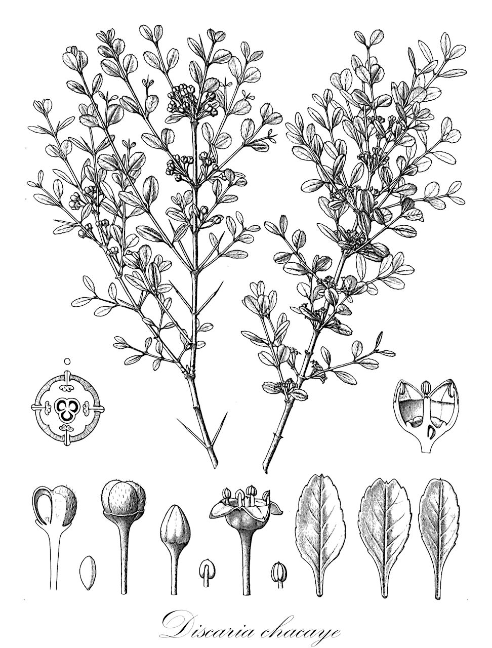 Discaria chacaye - Rhamnaceae,Plantae,Pteridobiotina,Angiosperms,Rosales,Rhamnaceae,Discaria,Discaria chacaye,Colletia chacaye, Colletia crenata, Colletia discolor, Colletia dumosa, Colletia montana, Colletia nivalis, Colletia serratifolia var. foliosa, Discaria cognata, Discaria crenata, Discaria crenata var. discolor, Discaria crenata var. dumosa, Discaria crenata var. integrifolia, Discaria crenata var. magellanica, Discaria crenata var. montana, Discaria discolor, Discaria dumosa, Discaria foliosa, Discaria integrifolia, Discaria magellanica, Discaria montana, Discaria serratifolia var. discolor, Notophaena cognata, Notophaena discolor, Notophaena foliosa, Notophaena magellanica, Rhamnus chacaye