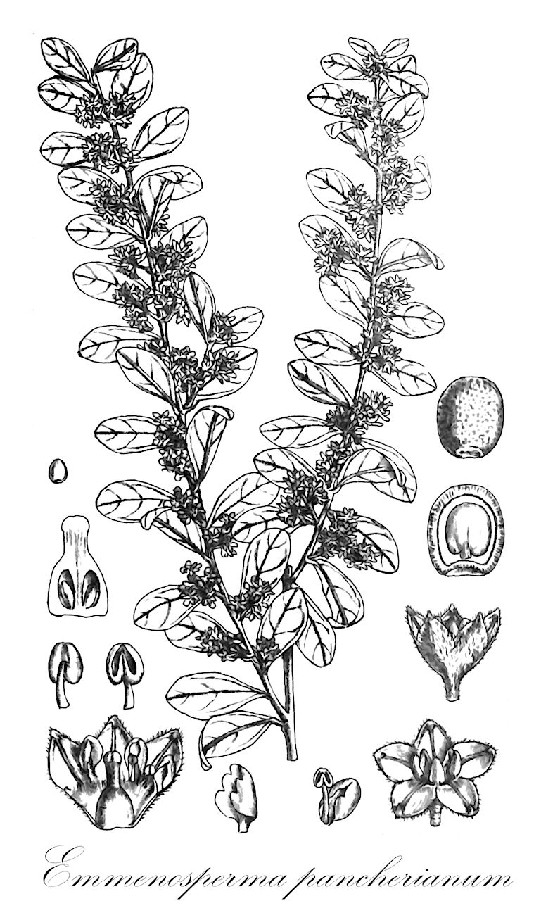 Emmenosperma pancherianum - Rhamnaceae,Plantae,Pteridobiotina,Angiosperms,Rosales,Rhamnaceae,Emmenosperma,Emmenosperma pancherianum