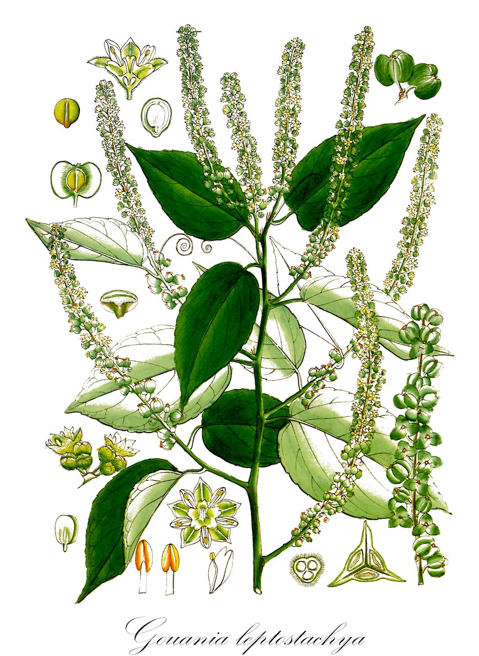 Gouania leptostachya - Rhamnaceae,Plantae,Pteridobiotina,Angiosperms,Rosales,Rhamnaceae,Gouania,Gouania leptostachya,Gouania leptostachya var. leptostachya, Gouania leptostachya var. macrocarpa, Gouania leptostachya var. nainitalensis, Gouania leptostachya var. tonkinensis, Gouania tiliifolia, Naegelia dubia