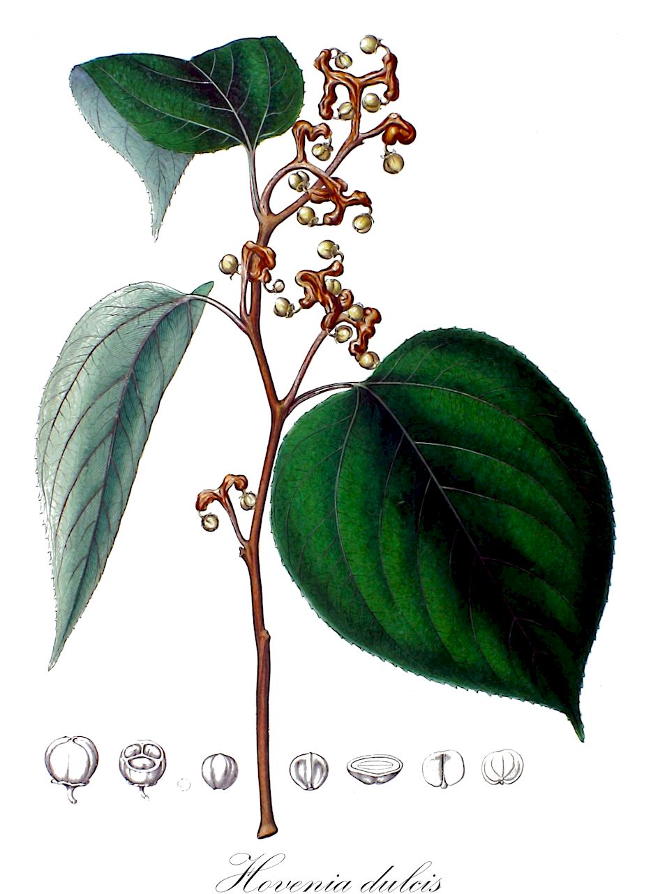 Hovenia dulcis - Rhamnaceae,Plantae,Pteridobiotina,Angiosperms,Rosales,Rhamnaceae,Hovenia,Hovenia dulcis,Hovenia dulcis var. glabra, Hovenia dulcis var. latifolia, Hovenia dulcis var. tomentella, Hovenia pubescens,Japanischer Rosinenbaum;Japanisches Mahagoni;japanese raisin tree