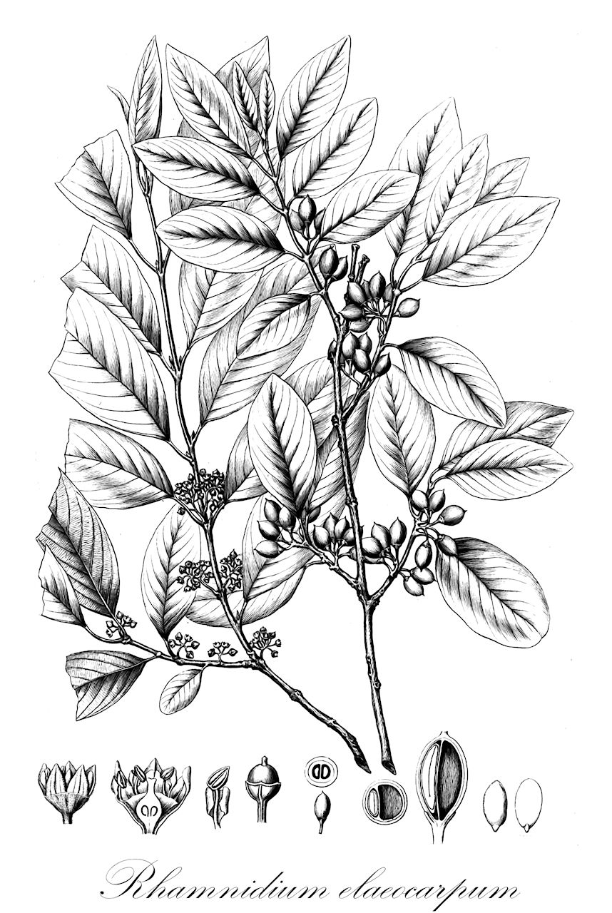 Rhamnidium elaeocarpum - Rhamnaceae,Plantae,Pteridobiotina,Angiosperms,Rosales,Rhamnaceae,Rhamnidium,Rhamnidium elaeocarpum,Karwinskia oblongifolia, Rhamnidium cognatum, Rhamnidium oblongifolium