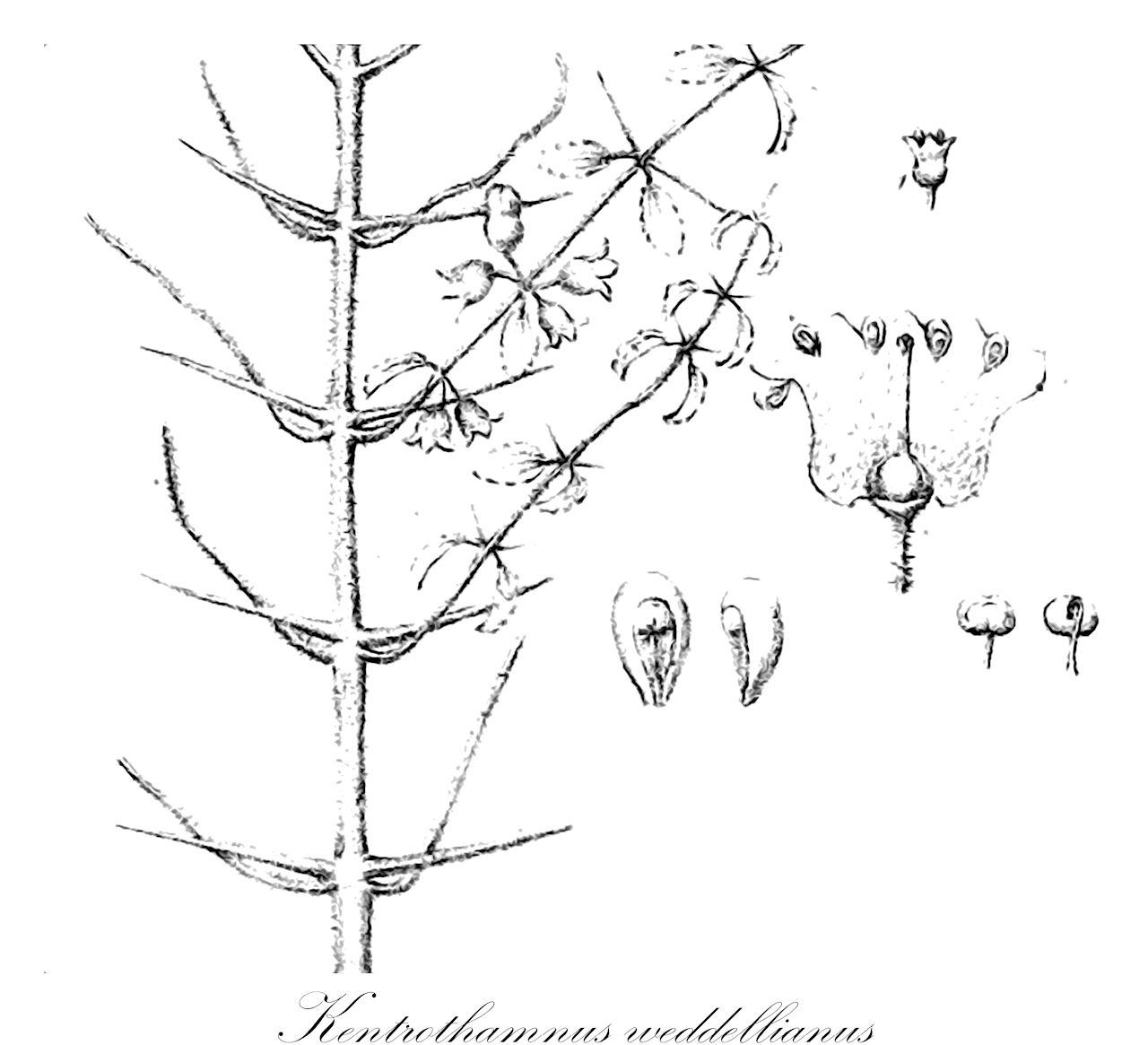 Kentrothamnus weddellianus - Rhamnaceae,Colletia foliosa, Colletia foliosa var. microphylla, Discaria weddeliana, Kentrothamnus foliosus, Kentrothamnus penninervius, Trevoa weddelliana,Plantae,Pteridobiotina,Angiosperms,Rosales,Rhamnaceae,Kentrothamnus,Kentrothamnus weddellianus