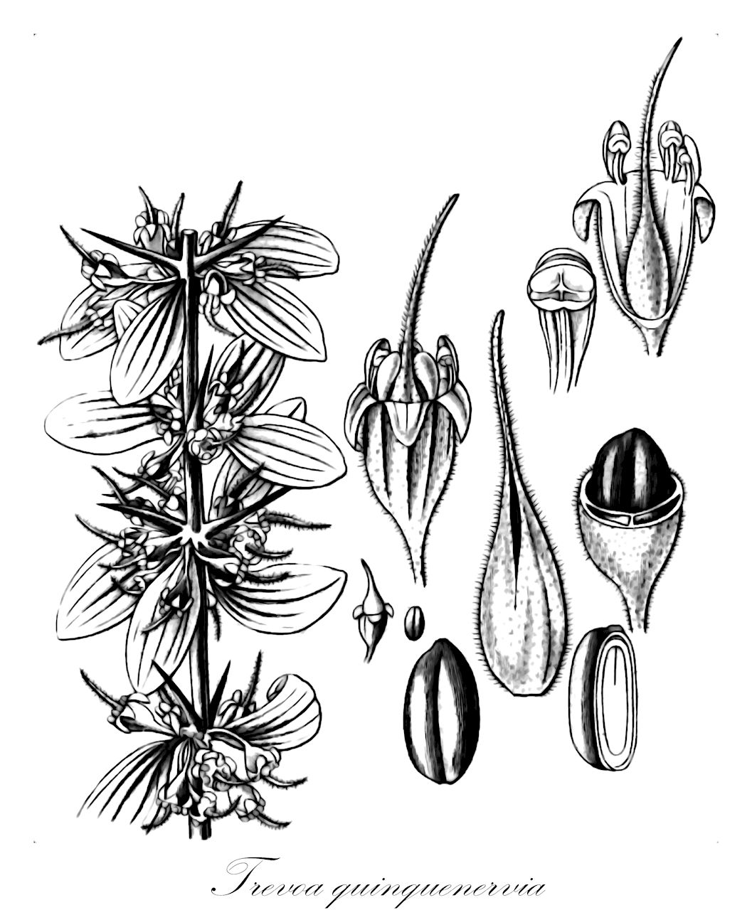 Trevoa quinquenervia - Rhamnaceae,Plantae,Pteridobiotina,Angiosperms,Rosales,Rhamnaceae,Trevoa,Trevoa quinquenervia,Colletia tralhuen, Talguenea costata var. mollis, Talguenea mollis, Talguenea quinquenervia