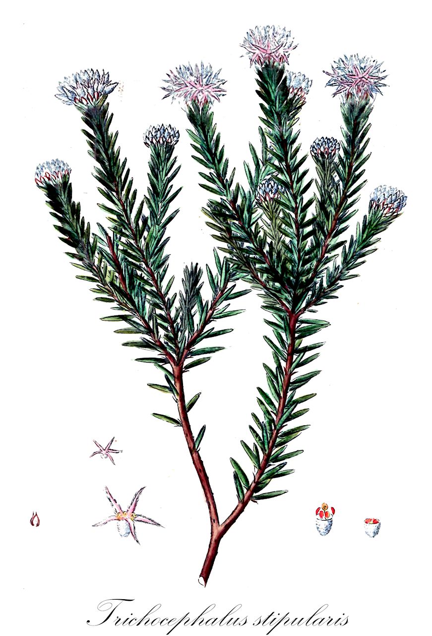 Trichocephalus stipularis - Rhamnaceae,Plantae,Pteridobiotina,Angiosperms,Rosales,Rhamnaceae,Trichocephalus,Trichocephalus stipularis,Phylica rhizophora, Phylica stipularis, Trichocephalus rhipophorus, Walpersia dregeana, Walpersia rhipophora, Walpersia stipularis