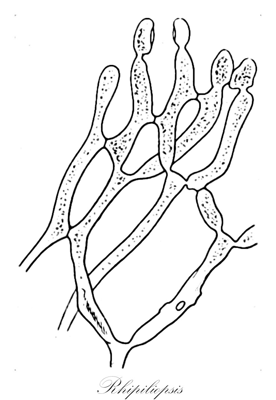 Rhipiliopsis - Udoteaceae,Biota,Plantae,Chlorophyta,Chlorophytina,Ulvophyceae,Bryopsidales,Rhipiliaceae,Rhipiliopsis,Geppella, Rhipilopsis