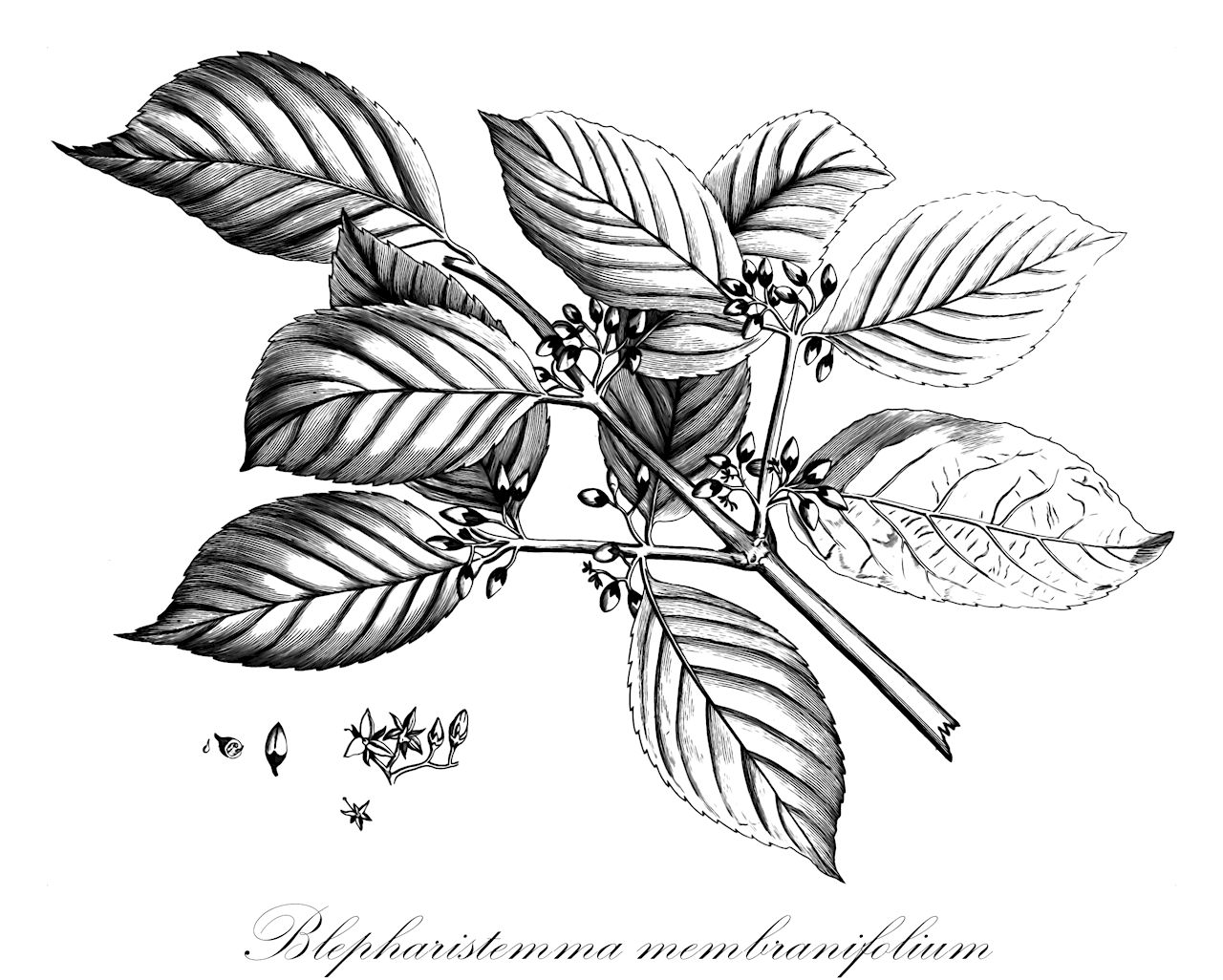 Blepharistemma membranifolium - Rhizophoraceae,Plantae,Pteridobiotina,Angiosperms,Malpighiales,Rhizophoraceae,Blepharistemma,Blepharistemma membranifolium,Blepharistemma corymbosum, Blepharistemma serratum, Dryptopetalum membranaceum, Gynotroches membranifolia, Rodschiedia serrata