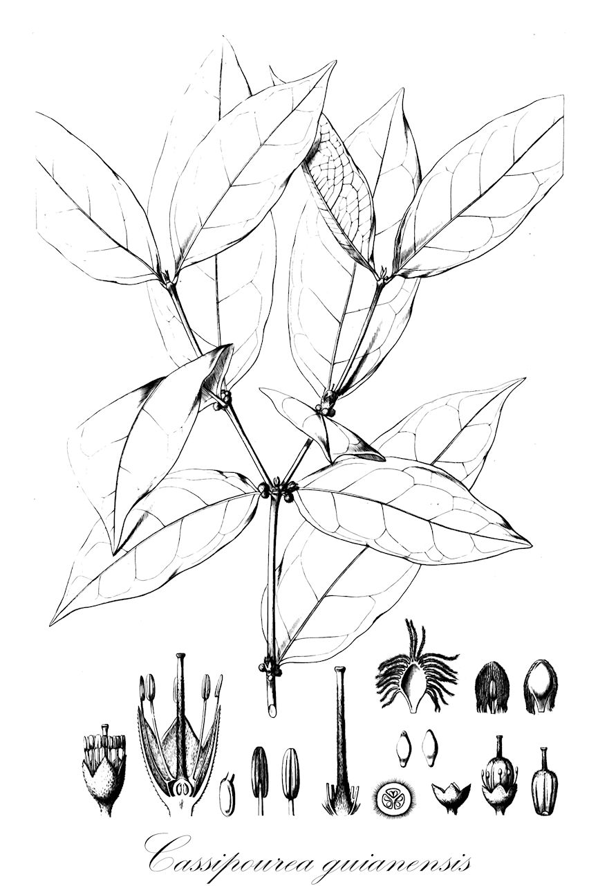 Cassipourea guianensis - Rhizophoraceae,Plantae,Pteridobiotina,Angiosperms,Malpighiales,Rhizophoraceae,Cassipourea,Cassipourea guianensis,Legnotis cassipaurea