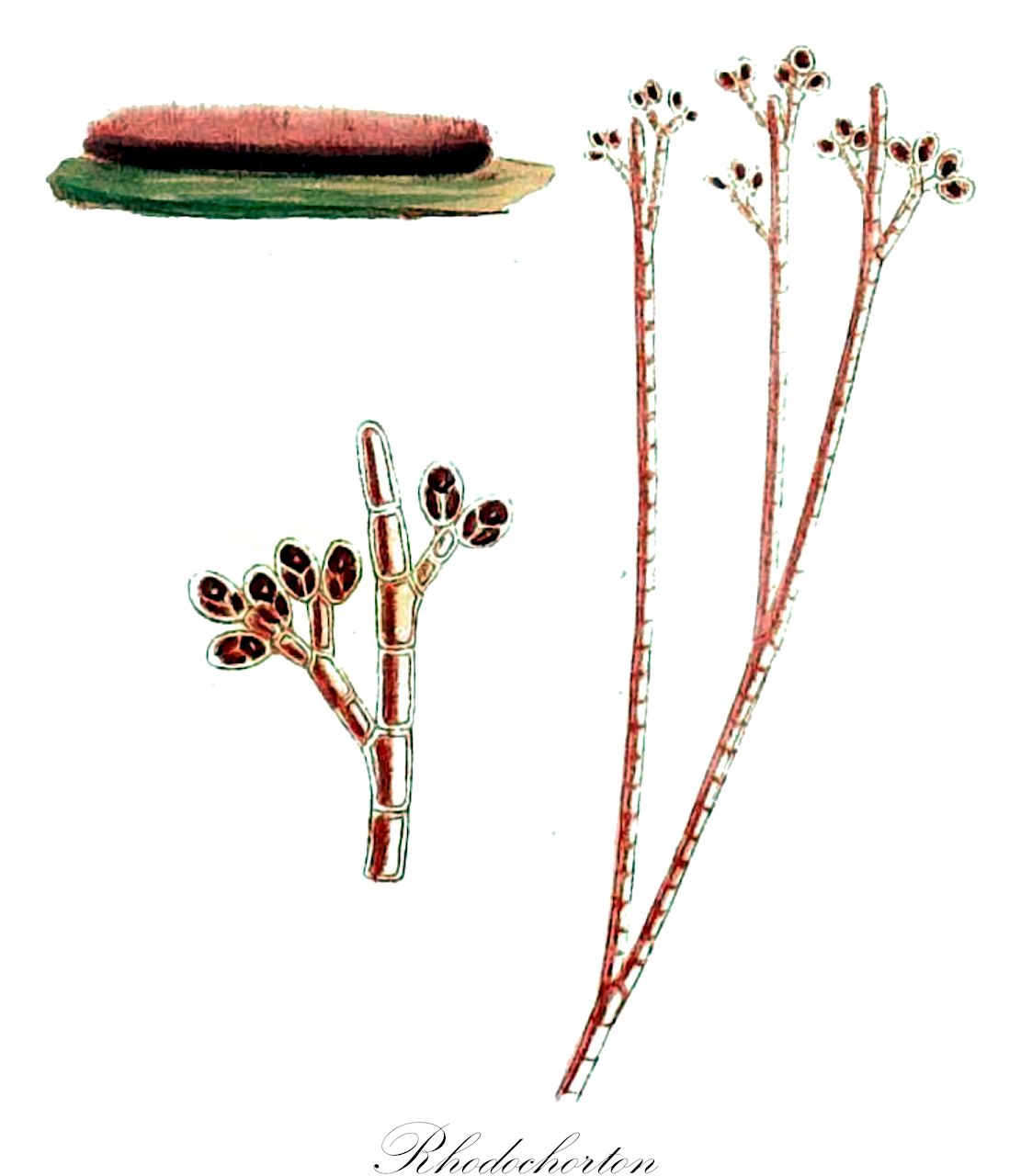 Rhodochorton - Rhodochortonaceae,Biota,Plantae,Rhodophyta,Eurhodophytina,Florideophyceae,Acrochaetiales,Rhodochortonaceae,Rhodochorton,Thamnidium