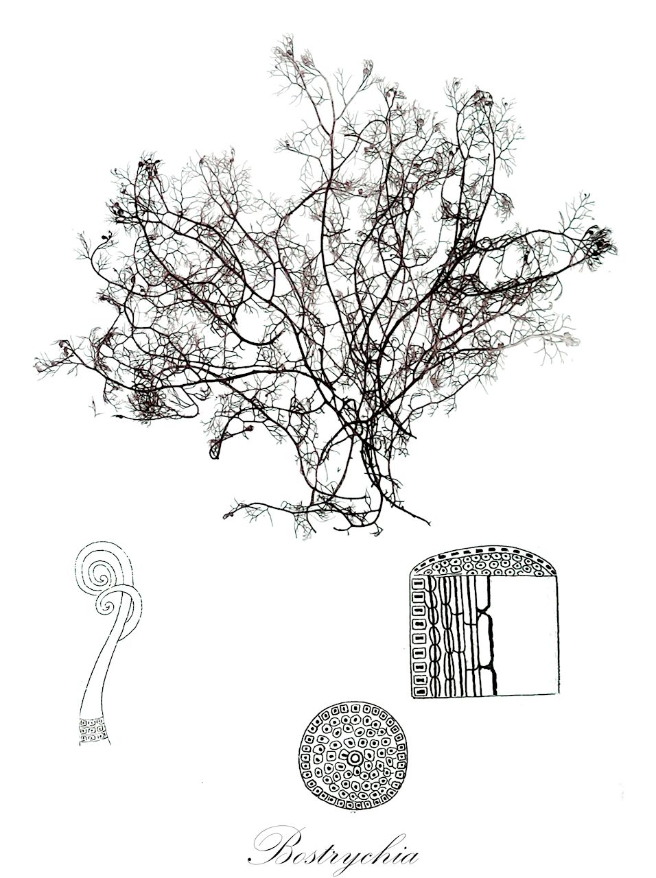 Bostrychia - Rhodomelaceae,Biota,Plantae,Rhodophyta,Eurhodophytina,Florideophyceae,Ceramiales,Rhodomelaceae,Bostrychia,Amphibia