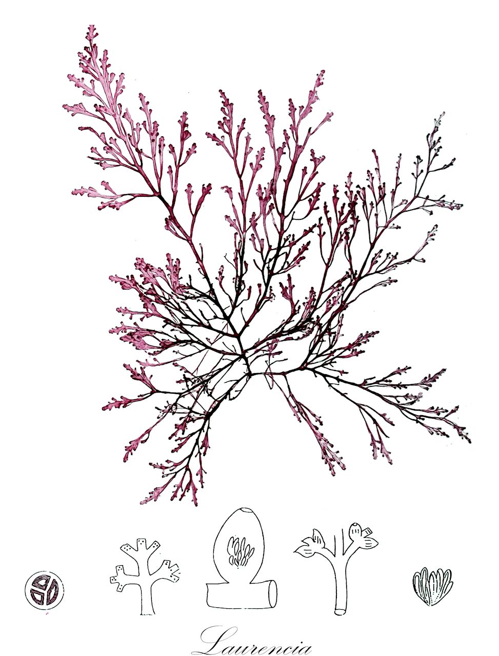 Laurencia - Rhodomelaceae,Biota,Plantae,Rhodophyta,Eurhodophytina,Florideophyceae,Ceramiales,Rhodomelaceae,Laurencia