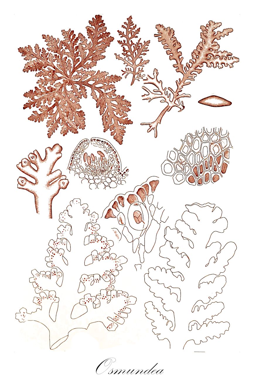 Osmundea - Rhodomelaceae,Biota,Plantae,Rhodophyta,Eurhodophytina,Florideophyceae,Ceramiales,Rhodomelaceae,Osmundea