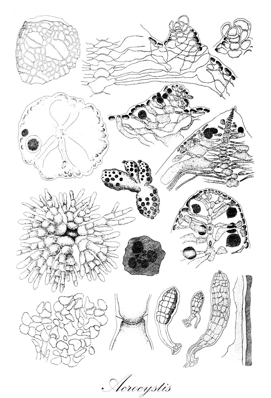 Acrocystis - Rhodomelaceae,Biota,Plantae,Rhodophyta,Eurhodophytina,Florideophyceae,Ceramiales,Rhodomelaceae,Acrocystis