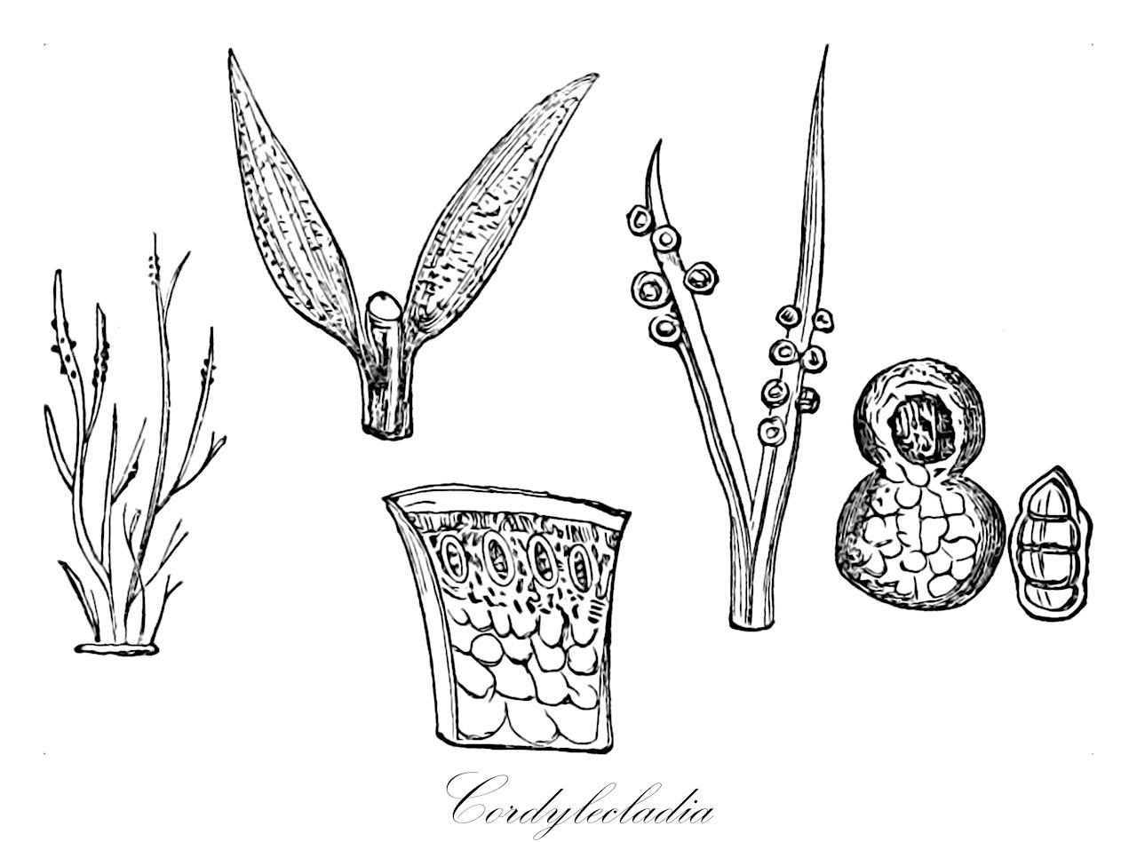 Cordylecladia - Rhodymeniaceae,Biota,Plantae,Rhodophyta,Eurhodophytina,Florideophyceae,Rhodymeniales,Rhodymeniaceae,Cordylecladia