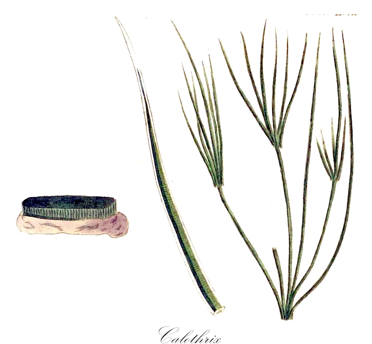 Calothrix - Rivulariaceae,Biota,Bacteria,Negibacteria,Cyanobacteria,Cyanophyceae,Nostocales,Rivulariaceae,Calothrix