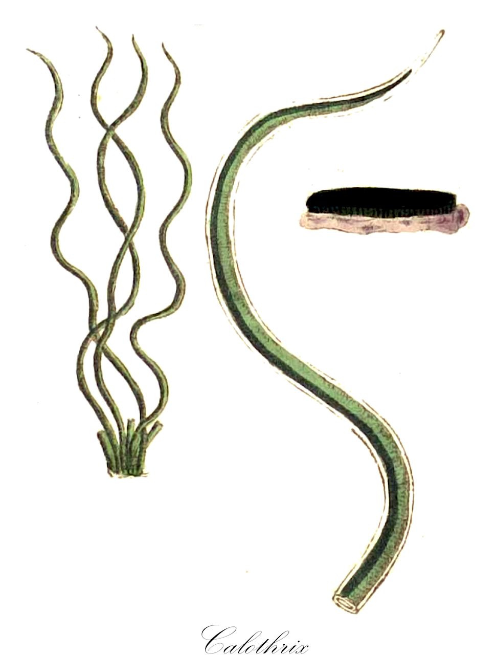 Calothrix - Rivulariaceae,Biota,Bacteria,Negibacteria,Cyanobacteria,Cyanophyceae,Nostocales,Rivulariaceae,Calothrix