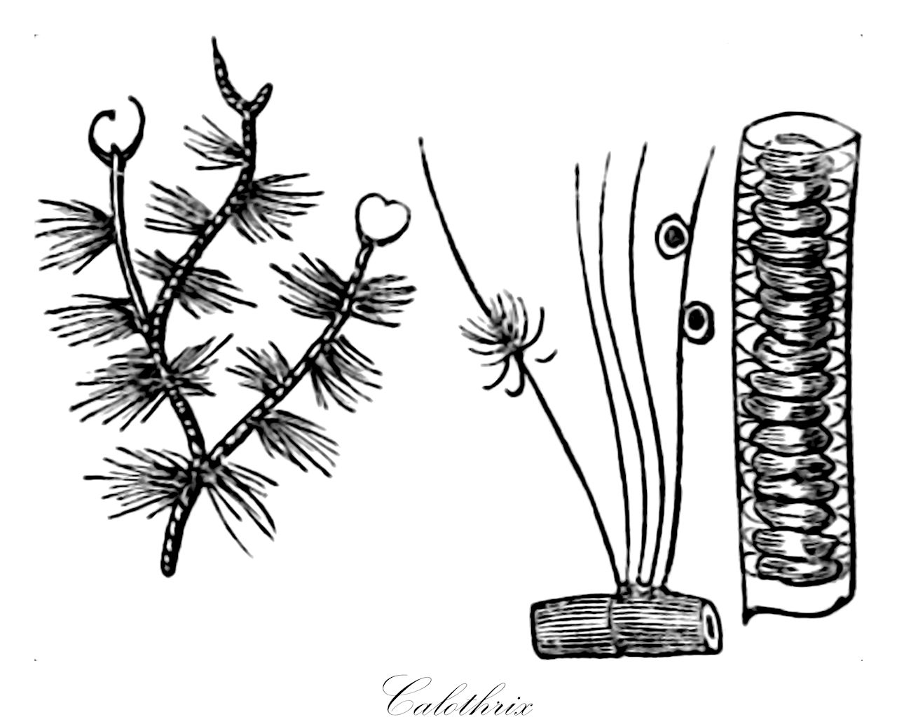 Calothrix - Rivulariaceae,Biota,Bacteria,Negibacteria,Cyanobacteria,Cyanophyceae,Nostocales,Rivulariaceae,Calothrix