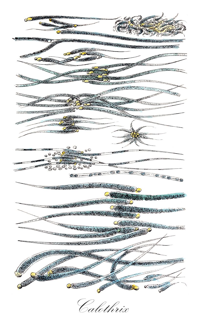 Calothrix - Rivulariaceae,Biota,Bacteria,Negibacteria,Cyanobacteria,Cyanophyceae,Nostocales,Rivulariaceae,Calothrix