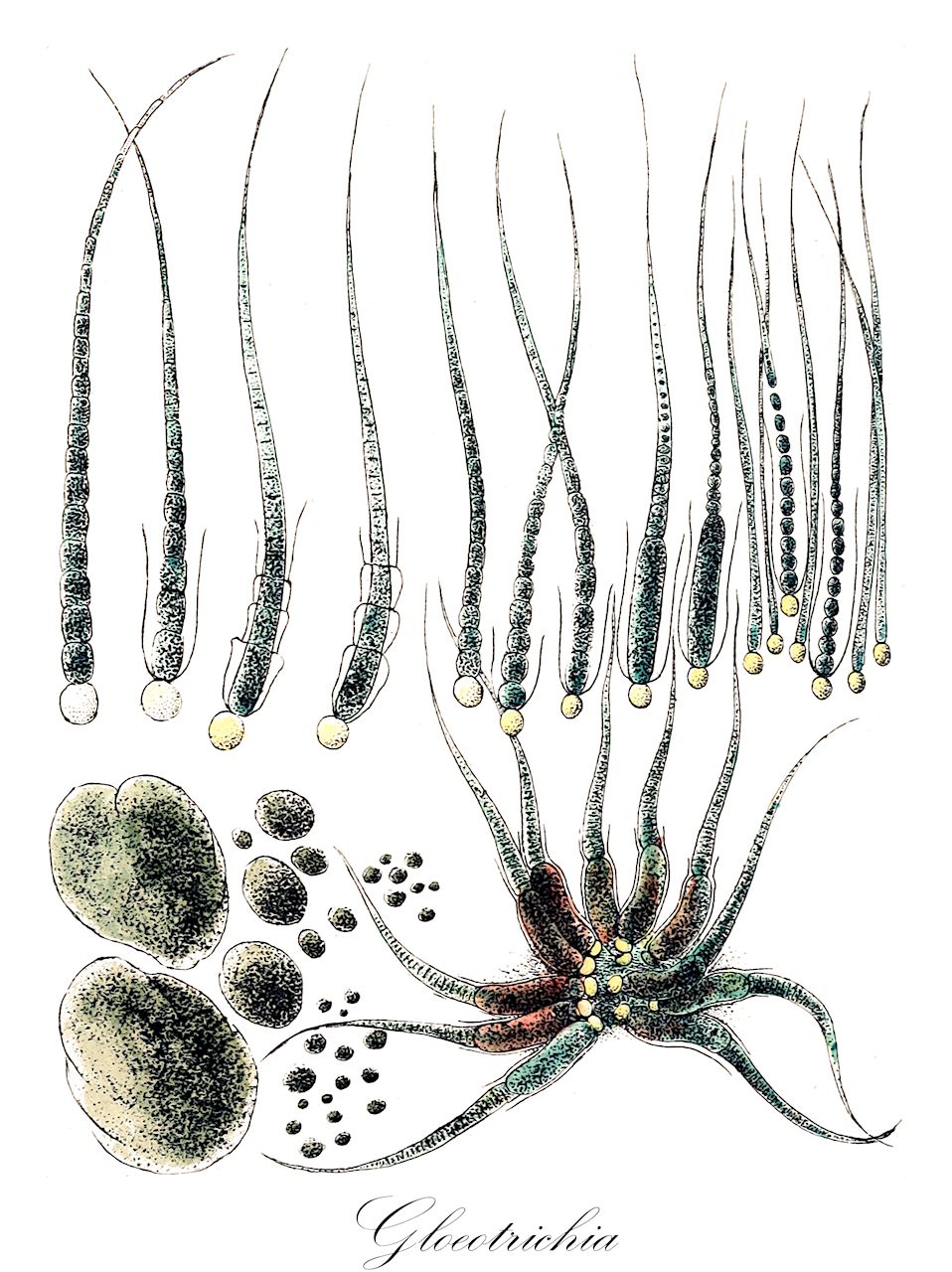 Gloeotrichia - Chroococcaceae,Biota,Bacteria,Negibacteria,Cyanobacteria,Cyanophyceae,Nostocales,Rivulariaceae,Gloeotrichia