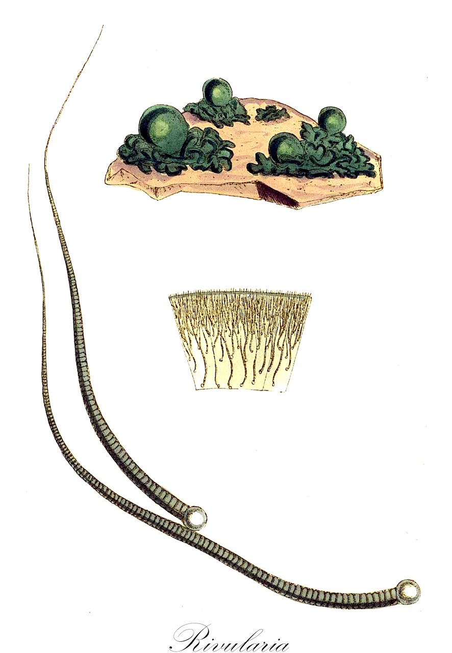 Rivularia - Rivulariaceae,Biota,Bacteria,Negibacteria,Cyanobacteria,Cyanophyceae,Nostocales,Rivulariaceae,Rivularia