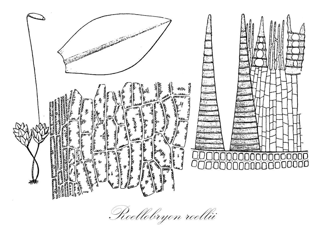 Roellobryon roellii - Roellobryaceae,Plantae,Bryobiotina,Bryophyta,Bryopsida,Bryidae,Bryanae,Bryales,Roellobryaceae,Roellobryon,Roellobryon roellii,Bryum lucidum, Bryum sandbergii, Bryum simplex, Mnium lucidum, Mnium roellii, Mnium simplex, Rhodobryum simplex, Roellia lucida, Roellia roellii, Roellia sandbergii, Roellia simplex