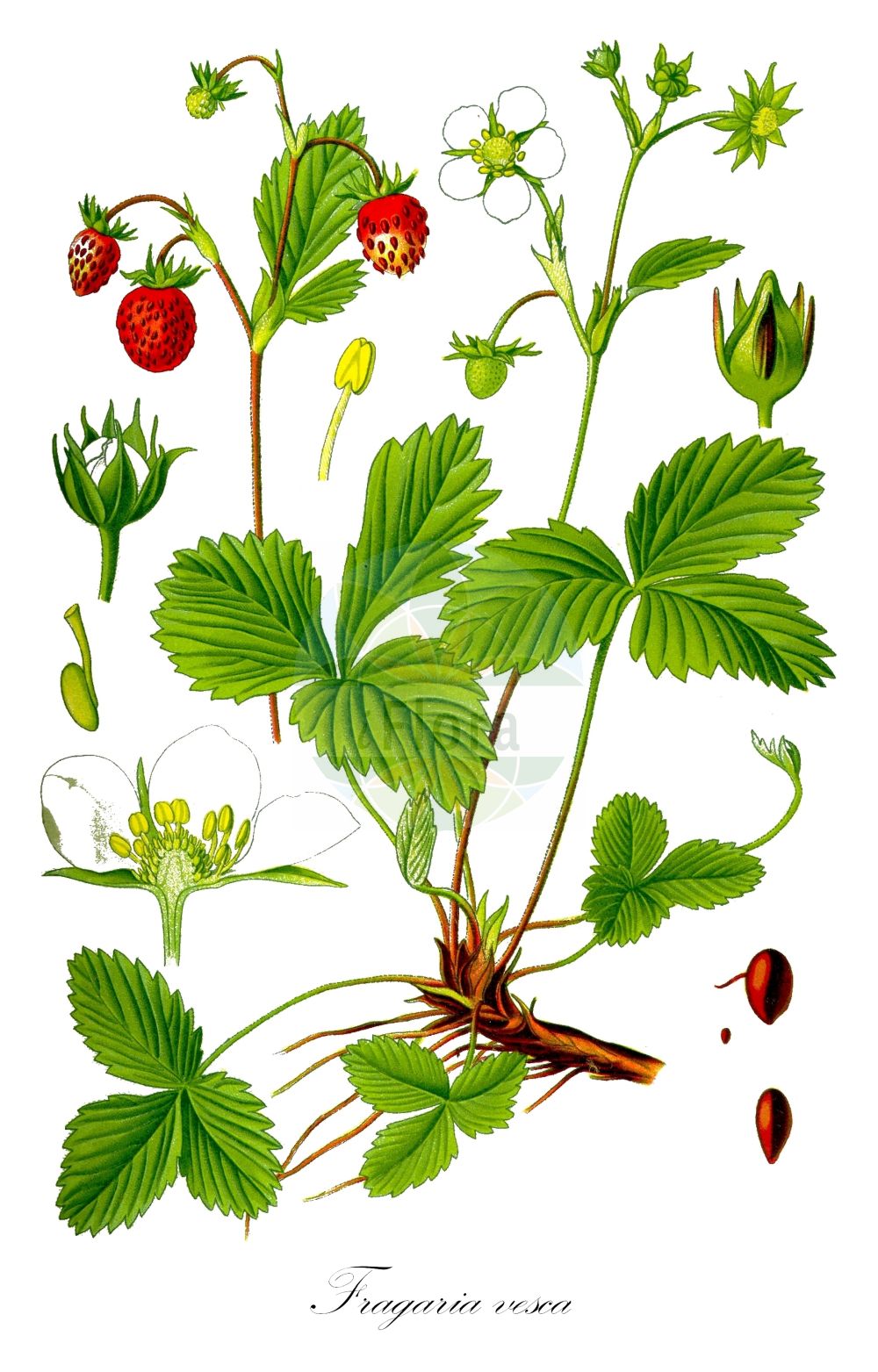 Historische Abbildung von Fragaria vesca (Wald-Erdbeere - Wild Strawberry). ---- Historical Drawing of Fragaria vesca (Wald-Erdbeere - Wild Strawberry).(Fragaria vesca,Wald-Erdbeere,Wild Strawberry,Dactylophyllum fragaria,Fragaria abnormis,Fragaria aliena,Fragaria alpina,Fragaria botryformis,Fragaria bractetata,Fragaria eflagellis,Fragaria florentina,Fragaria helleri,Fragaria hortensis,Fragaria minor,Fragaria monophylla,Fragaria multiplex,Fragaria muricata,Fragaria nemoralis,Fragaria nuda,Fragaria portentosa,Fragaria roseiflora,Fragaria semperflorens,Fragaria succulenta,Fragaria sylvestris,Fragaria unifolia,Fragaria vesca,Fragaria vulgaris,Potentilla vesca,Wald-Erdbeere,Scharlach-Erdbeere,Wild Strawberry,European Strawberry,Woodland Strawberry,Virginia Strawberry,Fragaria,Erdbeere,Strawberry,Rosaceae,Rosengewächse,Rose family,Thomé (1885))