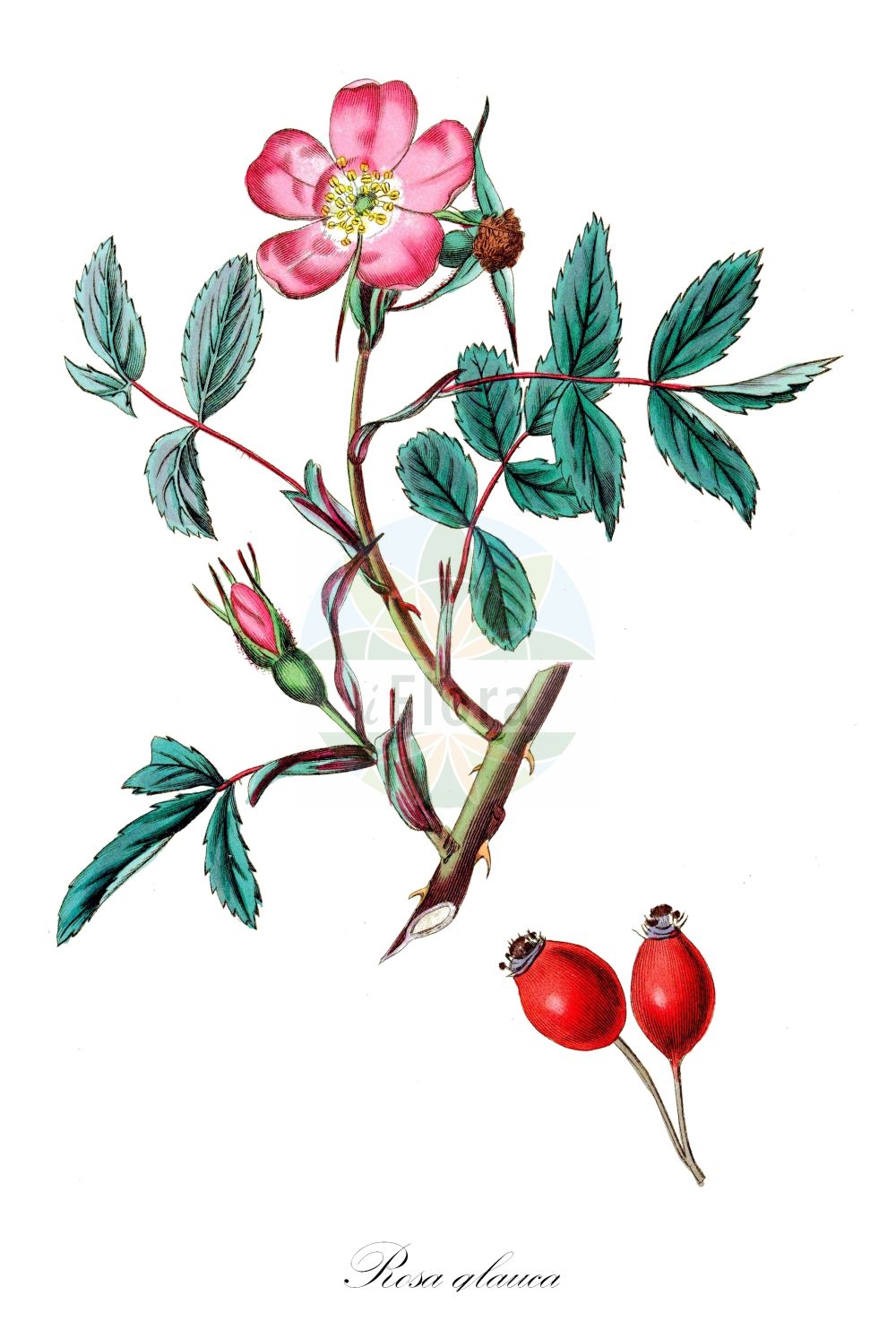 Historische Abbildung von Rosa glauca (Rotblättrige Rose - Red-leaved Rose). Das Bild zeigt Blatt, Bluete, Frucht und Same. ---- Historical Drawing of Rosa glauca (Rotblättrige Rose - Red-leaved Rose). The image is showing leaf, flower, fruit and seed.(Rosa glauca,Rotblättrige Rose,Red-leaved Rose,Rosa glaucescens,Rosa gutensteinensis,Rosa ilseana,Rosa livida,Rosa lurida,Rosa rubicunda,Rosa rubrifolia,Rosa glauca,Rotblaettrige Rose,Bereifte Rose,Hecht-Rose,Rotblatt-Rose,Red-leaved Rose,Glaucous Dog Rose,Glaucous Northern Dog Rose,Whitish-stemmed Briar,Rosa,Rose,Rose,Rosaceae,Rosengewächse,Rose family,Blatt,Bluete,Frucht,Same,leaf,flower,fruit,seed,Botanical Register (1815-1828))