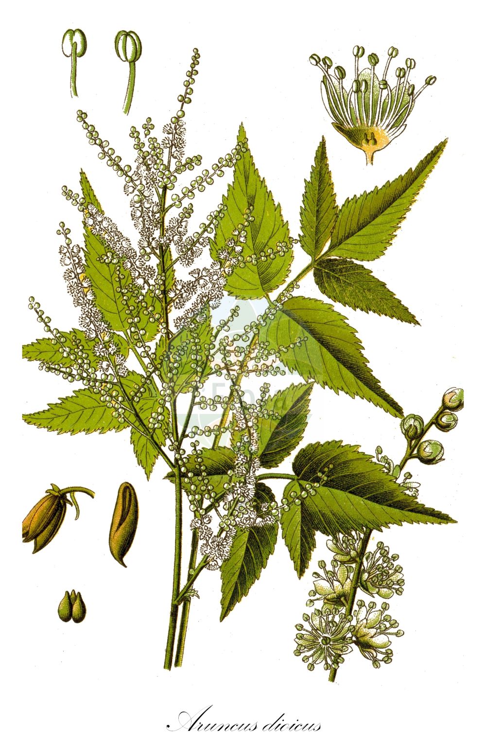 Historische Abbildung von Aruncus dioicus (Wald-Geißbart - Buck's-beard). Das Bild zeigt Blatt, Bluete, Frucht und Same. ---- Historical Drawing of Aruncus dioicus (Wald-Geißbart - Buck's-beard). The image is showing leaf, flower, fruit and seed.(Aruncus dioicus,Wald-Geißbart,Buck's-beard,Actaea dioica,Aruncus dioicus,Aruncus sylvestris,Aruncus vulgaris,Astilbe aruncus,Spiraea aruncus,Ulmaria aruncus,Wald-Geissbart,Buck's-beard,Goatsbeard,Bride's Feathers,Aruncus,Geißbart,Goatsbeard,Rosaceae,Rosengewächse,Rose family,Blatt,Bluete,Frucht,Same,leaf,flower,fruit,seed,Sturm (1796f))