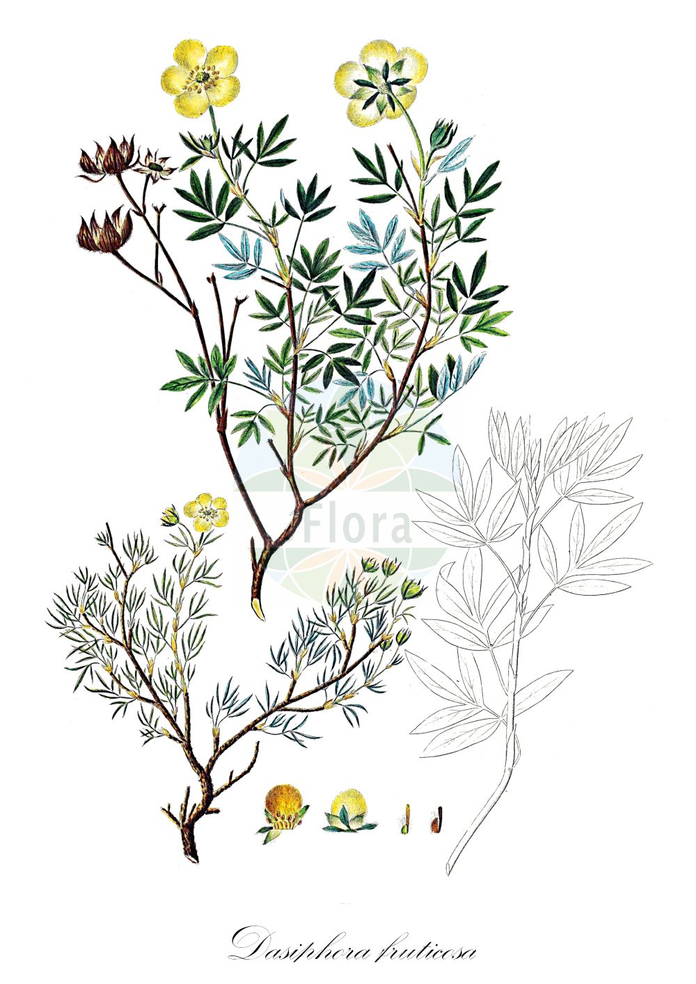 Historische Abbildung von Dasiphora fruticosa (Fingerstrauch - Shrubby Cinquefoil). Das Bild zeigt Blatt, Bluete, Frucht und Same. ---- Historical Drawing of Dasiphora fruticosa (Fingerstrauch - Shrubby Cinquefoil). The image is showing leaf, flower, fruit and seed.(Dasiphora fruticosa,Fingerstrauch,Shrubby Cinquefoil,Comocarpa fruticosa,Dasiphora floribunda,Dasiphora fruticosa,Dasiphora phyllocalyx,Dasiphora riparia,Fragaria fruticosa,Pentaphylloides floribunda,Pentaphylloides fruticosa,Pentaphylloides phyllocalyx,Potentilla floribunda,Potentilla loureironis,Potentilla phyllocalyx,Tormentilla fruticosa,Potentilla fruticosa,Fingerstrauch,Fuenffingerstrauch,Nordischer Fingerstrauch,Shrubby Cinquefoil,Dasiphora,Fingerstrauch,Shrubby Cinquefoil,Rosaceae,Rosengewächse,Rose family,Blatt,Bluete,Frucht,Same,leaf,flower,fruit,seed,Oeder (1761-1883))