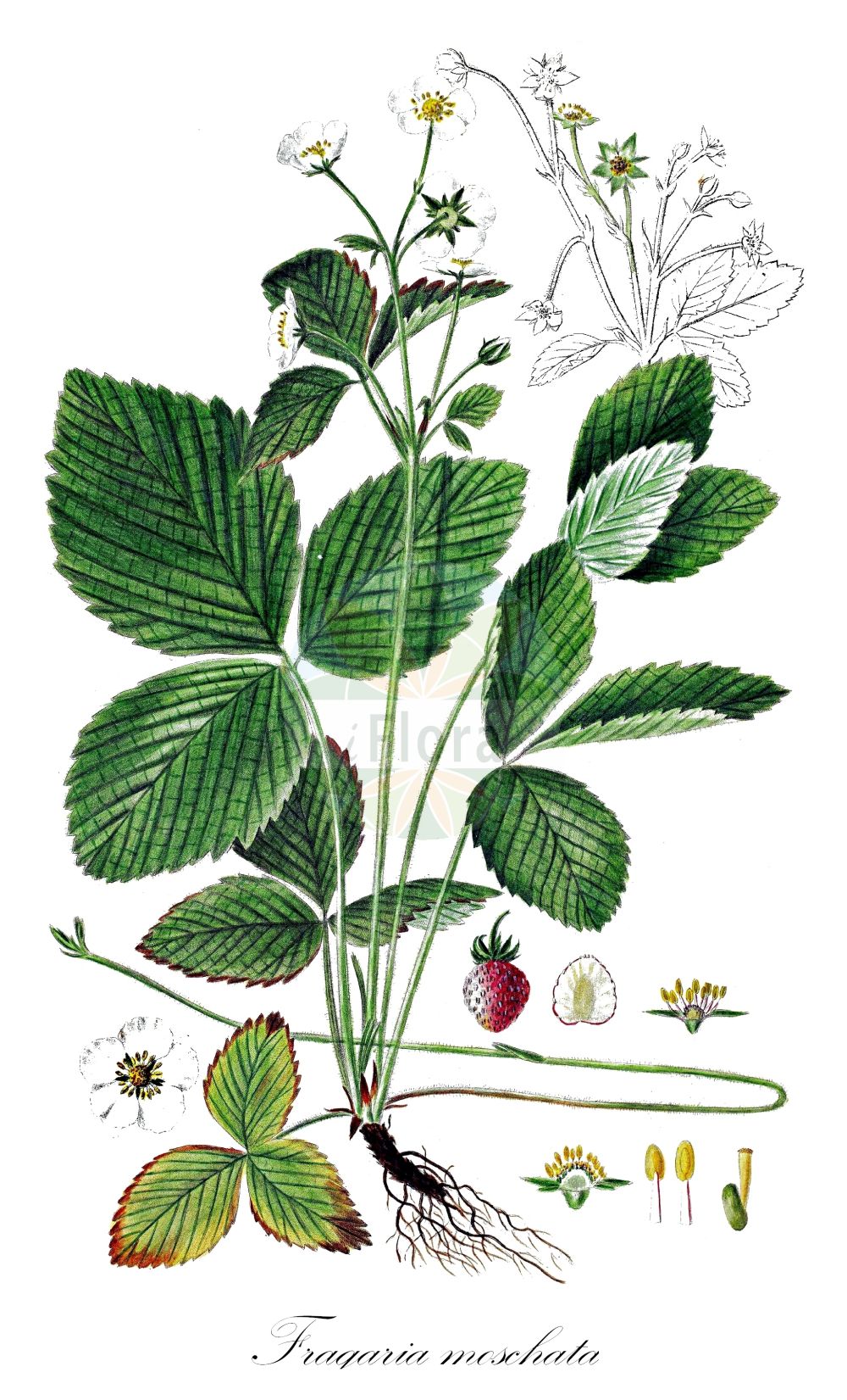 Historische Abbildung von Fragaria moschata (Zimt-Erdbeere - Hautbois Strawberry). Das Bild zeigt Blatt, Bluete, Frucht und Same. ---- Historical Drawing of Fragaria moschata (Zimt-Erdbeere - Hautbois Strawberry). The image is showing leaf, flower, fruit and seed.(Fragaria moschata,Zimt-Erdbeere,Hautbois Strawberry,Fragaria elatior,Fragaria magna,Fragaria moschata,Fragaria pratensis,Fragaria reversa,Potentilla moschata,Zimt-Erdbeere,Grosse Erdbeere,Hautbois Strawberry,Fragaria,Erdbeere,Strawberry,Rosaceae,Rosengewächse,Rose family,Blatt,Bluete,Frucht,Same,leaf,flower,fruit,seed,Oeder (1761-1883))