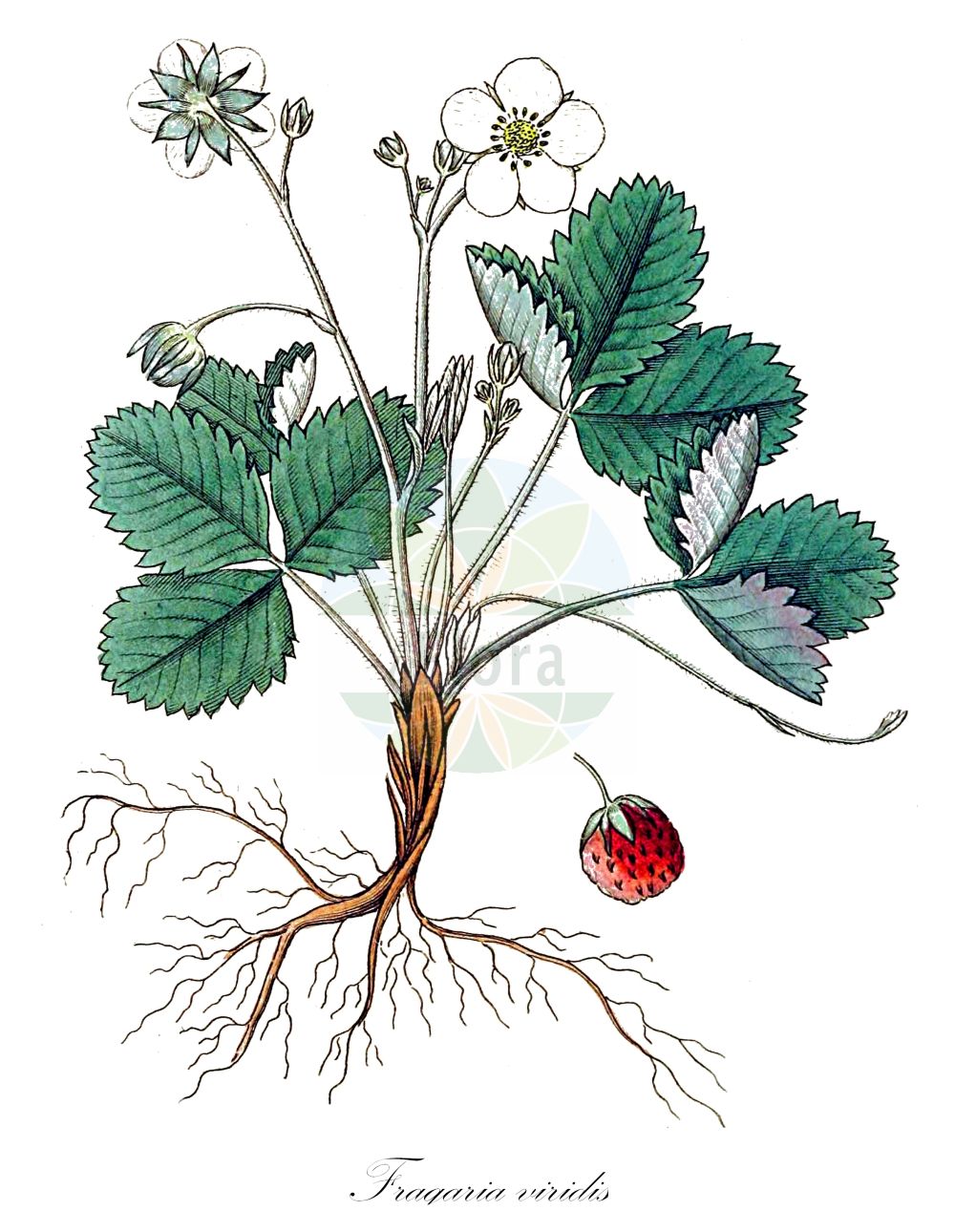 Historische Abbildung von Fragaria viridis (Hügel-Erbeere - Creamy Strawberry). Das Bild zeigt Blatt, Bluete, Frucht und Same. ---- Historical Drawing of Fragaria viridis (Hügel-Erbeere - Creamy Strawberry). The image is showing leaf, flower, fruit and seed.(Fragaria viridis,Hügel-Erbeere,Creamy Strawberry,Dactylophyllum ehrhartii,Fragaria bargea,Fragaria bifera,Fragaria breslingea,Fragaria calycina,Fragaria campana,Fragaria cerinoalba,Fragaria collina,Fragaria collivaga,Fragaria consobrina,Fragaria drymophila,Fragaria dumetorum,Fragaria heterophila,Fragaria majaufea,Fragaria nigra,Fragaria pistillaris,Fragaria rubricaulis,Fragaria silvulicola,Fragaria soyieriana,Fragaria suecica,Fragaria thomasiana,Fragaria viridis,Fragaria zapateriana,Huegel-Erbeere,Huegel-Erdbeere,Knackbeere,Creamy Strawberry,Green Strawberry,Fragaria,Erdbeere,Strawberry,Rosaceae,Rosengewächse,Rose family,Blatt,Bluete,Frucht,Same,leaf,flower,fruit,seed,Svensk Botanik (Svensk Botanik))
