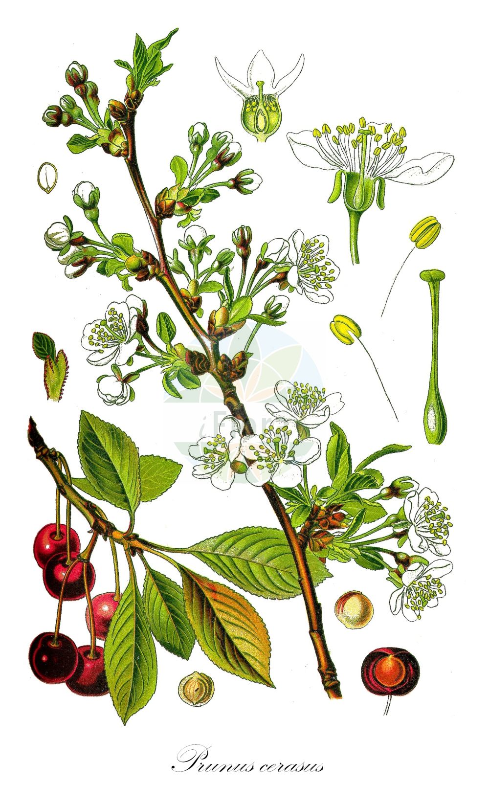 Historische Abbildung von Prunus cerasus (Sauer-Kirsche - Dwarf Cherry). ---- Historical Drawing of Prunus cerasus (Sauer-Kirsche - Dwarf Cherry).(Prunus cerasus,Sauer-Kirsche,Dwarf Cherry,Cerasus acida,Cerasus austera,Cerasus collina,Cerasus vulgaris,Prunus acida,Prunus caproniana,Prunus cerasus,Prunus cerasus subsp. acida,Sauer-Kirsche,Baum-Sauer-Kirsche,Strauch-Weichsel,Weichsel,Dwarf Cherry,Amarello Cherry,Sour Cherry,Tart Cherry,Prunus,Kirsche,Plum,Rosaceae,Rosengewächse,Rose family,Thomé (1885))