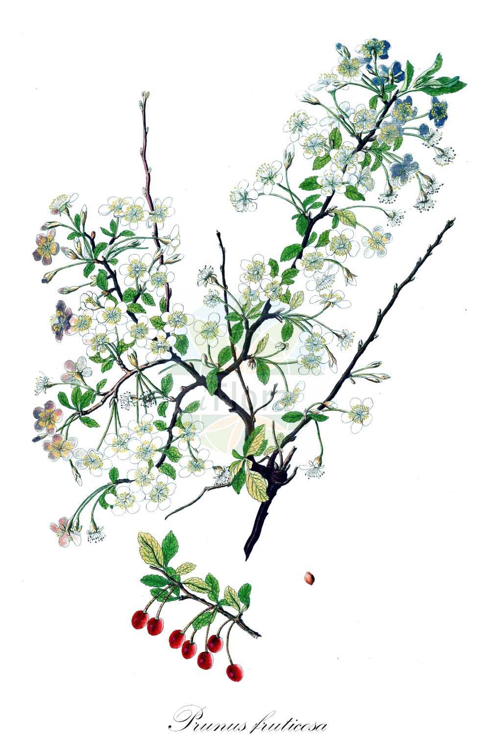 Historische Abbildung von Prunus fruticosa (Zwerg-Kirsche - Dwarf Cherry). Das Bild zeigt Blatt, Bluete, Frucht und Same. ---- Historical Drawing of Prunus fruticosa (Zwerg-Kirsche - Dwarf Cherry). The image is showing leaf, flower, fruit and seed.(Prunus fruticosa,Zwerg-Kirsche,Dwarf Cherry,Cerasus fruticosa,Prunus chamaecerasus,Prunus fruticosa,Zwerg-Kirsche,Steppen-Kirsche,Zwerg-Weichsel,Dwarf Cherry,European Dwarf Cherry,Ground Cherry,Steppe Cherry,Prunus,Kirsche,Plum,Rosaceae,Rosengewächse,Rose family,Blatt,Bluete,Frucht,Same,leaf,flower,fruit,seed)