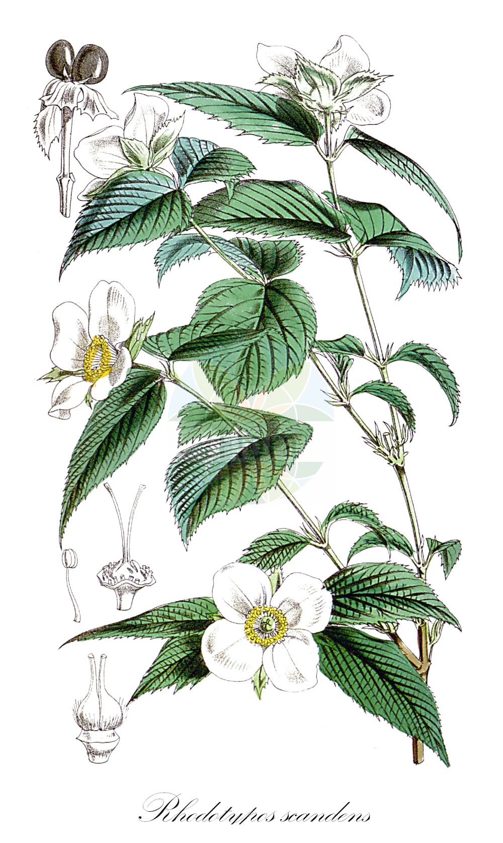 Historische Abbildung von Rhodotypos scandens (Scheinkerrie - Black Jet-bead). Das Bild zeigt Blatt, Bluete, Frucht und Same. ---- Historical Drawing of Rhodotypos scandens (Scheinkerrie - Black Jet-bead). The image is showing leaf, flower, fruit and seed.(Rhodotypos scandens,Scheinkerrie,Black Jet-bead,Corchorus scandens,Rhodotypos kerrioides,Rhodotypos scandens,Rhodotypos tetrapetalus,Scheinkerrie,Black Jet-bead,Jetbead,Rhodotypos,Scheinkerrie,Rosaceae,Rosengewächse,Rose family,Blatt,Bluete,Frucht,Same,leaf,flower,fruit,seed,Fitch et al. (1880))