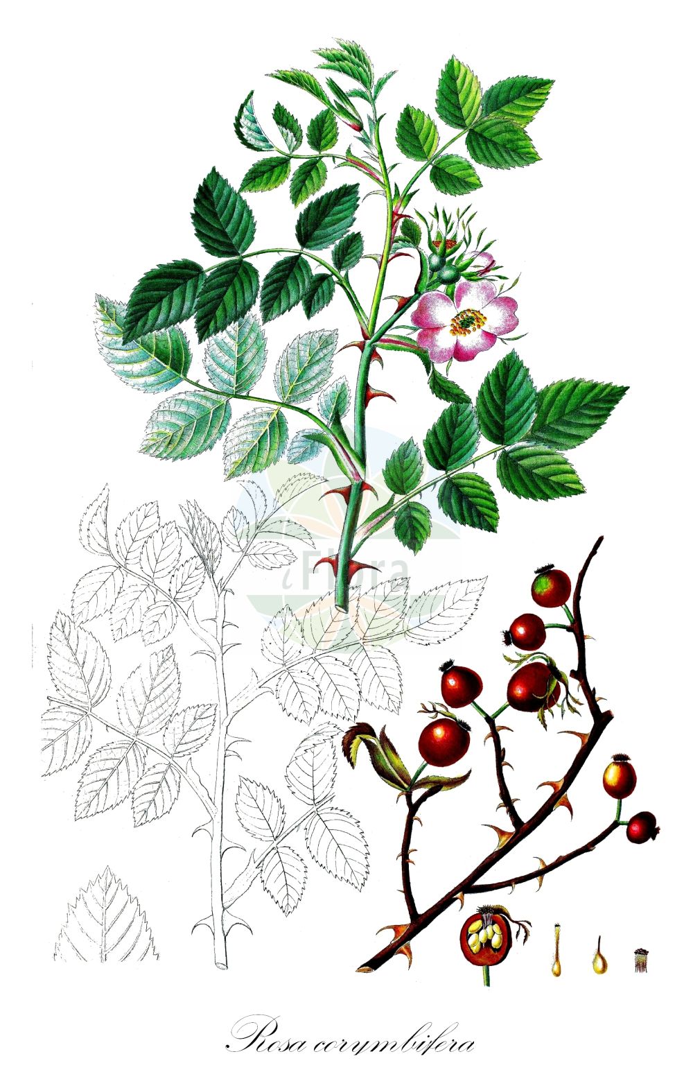 Historische Abbildung von Rosa corymbifera (Hecken-Rose - Round-leaved Dog-Rose). Das Bild zeigt Blatt, Bluete, Frucht und Same. ---- Historical Drawing of Rosa corymbifera (Hecken-Rose - Round-leaved Dog-Rose). The image is showing leaf, flower, fruit and seed.(Rosa corymbifera,Hecken-Rose,Round-leaved Dog-Rose,Crepinia corymbifera,Crepinia obtusifolia,Crepinia platyphylla,Rosa acanthina,Rosa affinita,Rosa amblyphylla,Rosa annoniana,Rosa borysthenica,Rosa brilonensis,Rosa burnatii,Rosa ciesielskii,Rosa cineracens,Rosa cinerosa,Rosa corymbifera,Rosa deseglisei,Rosa dumetorum,Rosa erythrantha,Rosa eulanceolata,Rosa forsteri,Rosa frutetorum,Rosa gabrielis,Rosa globata,Rosa hemitricha,Rosa hillebrandtii,Rosa hirta,Rosa hispidula,Rosa imitata,Rosa incerta,Rosa jactata,Rosa kalmiussica,Rosa kosopoljanskii,Rosa lanceolata,Rosa lapidosa,Rosa obscura,Rosa obtusifolia,Rosa opaca,Rosa platyphylla,Rosa pyriformis,Rosa rammiorum,Rosa richteri,Rosa rivularis,Rosa schmalhauseniana,Rosa semiglabra,Rosa solstitialis,Rosa sphaerocarpa,Rosa spinetorum,Rosa taurica,Rosa tesquicola,Rosa tortuosa,Rosa trichoidea,Rosa uncinella,Rosa uncinelloides,Rosa urbica,Rosa vaulxiana,Rosa wittmannii,Hecken-Rose,Busch-Rose,Gewoehnliche Hecken-Rose,Round-leaved Dog-Rose,Glaucous Dog Rose,Rosa,Rose,Rose,Rosaceae,Rosengewächse,Rose family,Blatt,Bluete,Frucht,Same,leaf,flower,fruit,seed,Oeder (1761-1883))