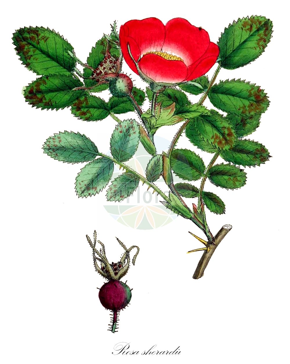 Historische Abbildung von Rosa sherardii (Samt-Rose - Sherard's Downy-rose). Das Bild zeigt Blatt, Bluete, Frucht und Same. ---- Historical Drawing of Rosa sherardii (Samt-Rose - Sherard's Downy-rose). The image is showing leaf, flower, fruit and seed.(Rosa sherardii,Samt-Rose,Sherard's Downy-rose,Rosa aculeatior,Rosa collivaga,Rosa cuspidatoides,Rosa gillotii,Rosa littoralis,Rosa omissa,Rosa oskolensis,Rosa praecox,Rosa resinosoides,Rosa seringeana,Rosa sherardii,Rosa strengnensis,Rosa subglobosa,Rosa submollis,Rosa tunoniensis,Rosa umbelliflora,Rosa uncinata,Rosa venusta,Rosa villosa subsp. sherardii,Samt-Rose,Sammet-Rose,Sherards Rose,Sherard's Downy-rose,Rosa,Rose,Rose,Rosaceae,Rosengewächse,Rose family,Blatt,Bluete,Frucht,Same,leaf,flower,fruit,seed,Sowerby (1790-1813))