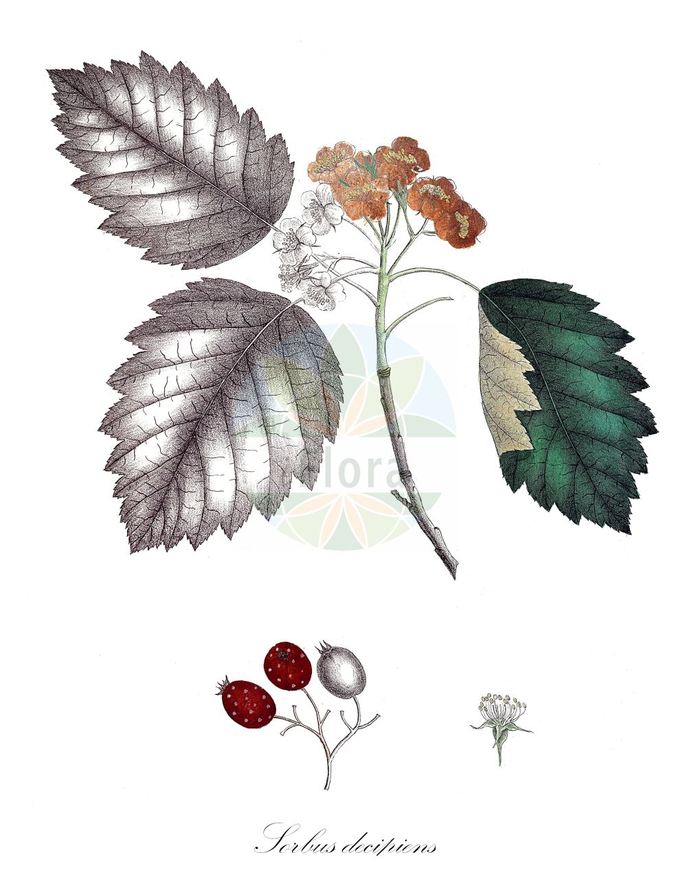 Historische Abbildung von Sorbus decipiens (Täuschende Bastard-Mehlbeere - Sharp-toothed Whitebeam). Das Bild zeigt Blatt, Bluete, Frucht und Same. ---- Historical Drawing of Sorbus decipiens (Täuschende Bastard-Mehlbeere - Sharp-toothed Whitebeam). The image is showing leaf, flower, fruit and seed.(Sorbus decipiens,Täuschende Bastard-Mehlbeere,Sharp-toothed Whitebeam,Pyrus decipiens,Sorbus decipiens,Taeuschende Bastard-Mehlbeere,Sharp-toothed Whitebeam,Sorbus,Vogelbeere,White Beam,Rosaceae,Rosengewächse,Rose family,Blatt,Bluete,Frucht,Same,leaf,flower,fruit,seed,Krebs (1826-1832))