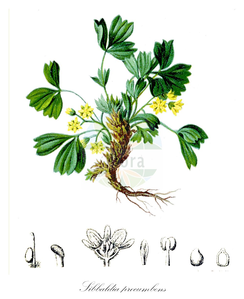 Historische Abbildung von Sibbaldia procumbens (Alpen-Gelbling - Sibbaldia). Das Bild zeigt Blatt, Bluete, Frucht und Same. ---- Historical Drawing of Sibbaldia procumbens (Alpen-Gelbling - Sibbaldia). The image is showing leaf, flower, fruit and seed.(Sibbaldia procumbens,Alpen-Gelbling,Sibbaldia,Coelas procumbens,Dactylophyllum sibbaldia,Dynamidium procumbens,Potentilla procumbens,Potentilla sibbaldiana,Potentilla sibbaldii,Sibbaldia aphanopetala,Sibbaldia macrophylla,Sibbaldia octopetala,Sibbaldia procumbens,Alpen-Gelbling,Sibbaldia,Creeping Sibbaldia,Sibbaldia,Gelbling,Sibbaldia,Rosaceae,Rosengewächse,Rose family,Blatt,Bluete,Frucht,Same,leaf,flower,fruit,seed,Hartinger & von Dalla Torre (1806f))